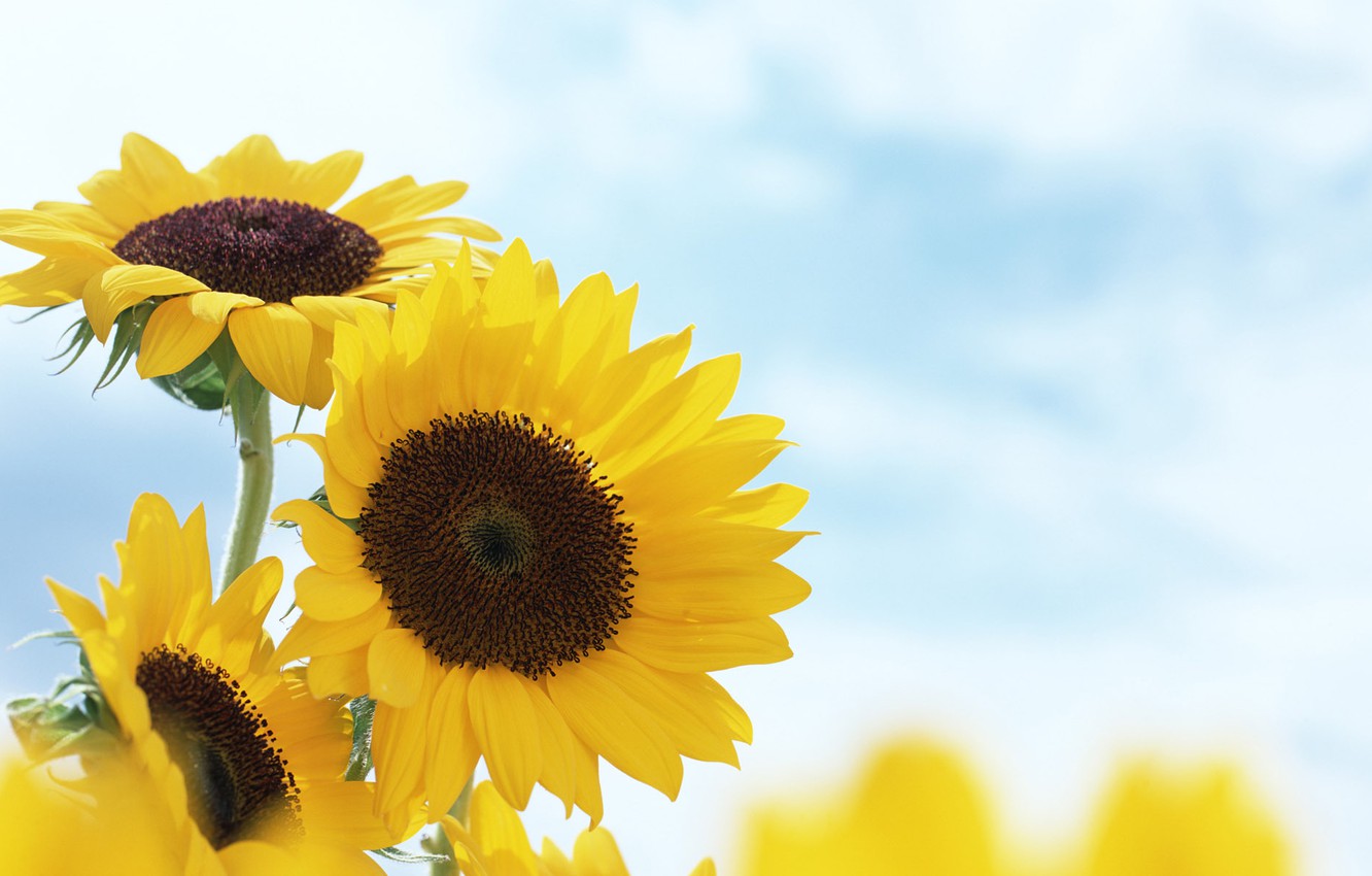 Wallpaper summer, sunflowers, flowers, yellow, blur image for desktop, section цветы