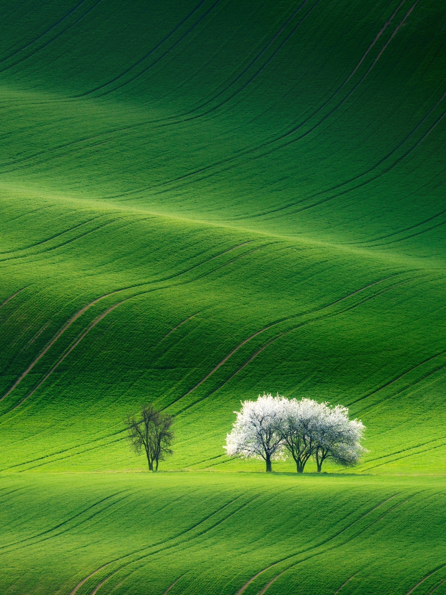 Grassland Wallpaper 4K, Green, Landscape, Nature