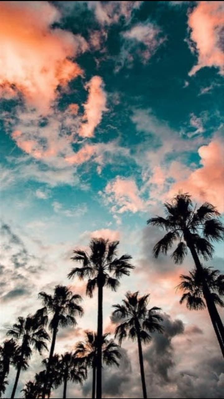 Shared by Justine. Find image and videos about summer, nature and aesthetic on We Heart. Nature photography trees, Wallpaper iphone summer, Palm trees wallpaper