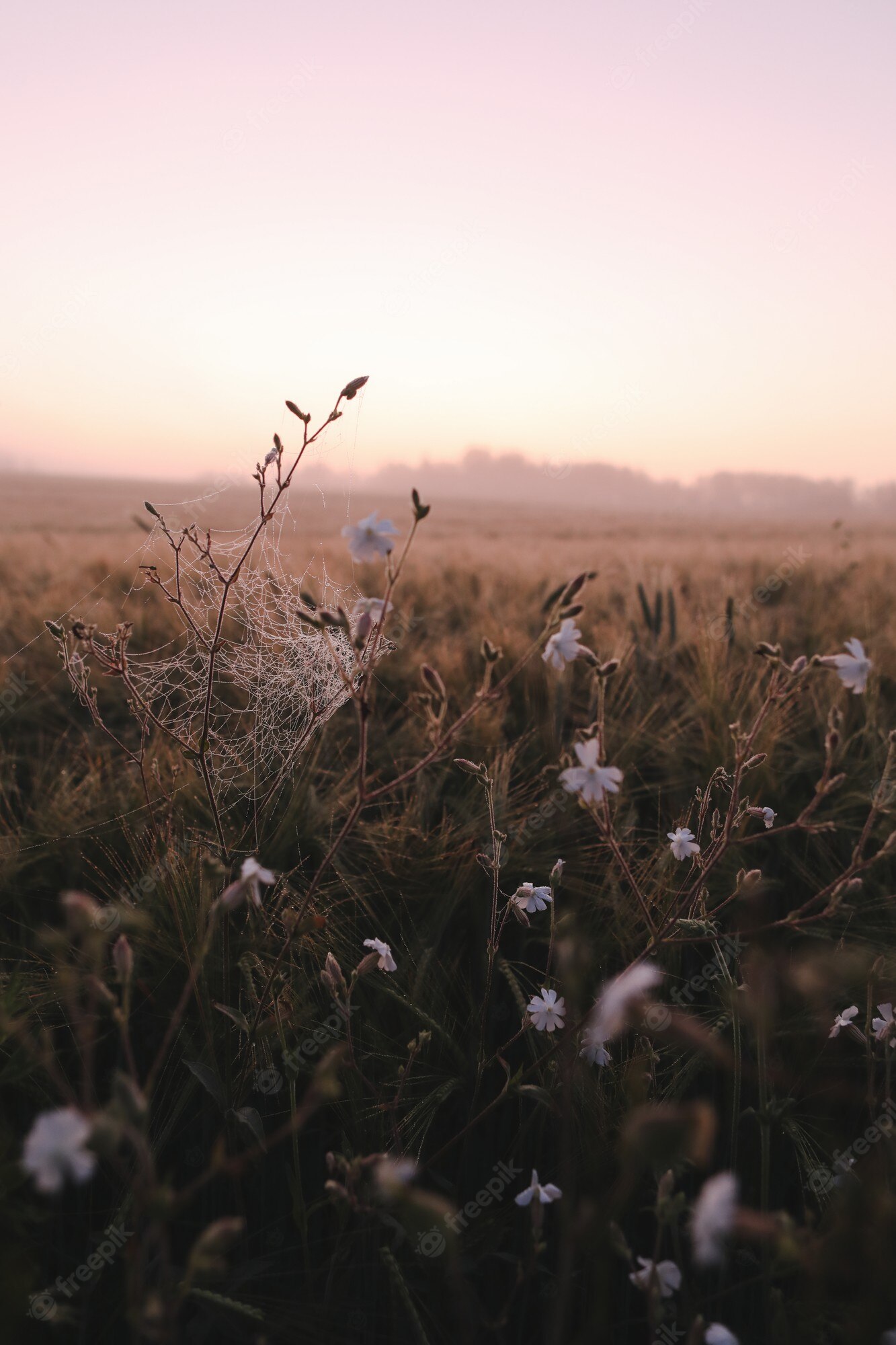 Premium Photo. Atmospheric scenic meadow field and summer landscape