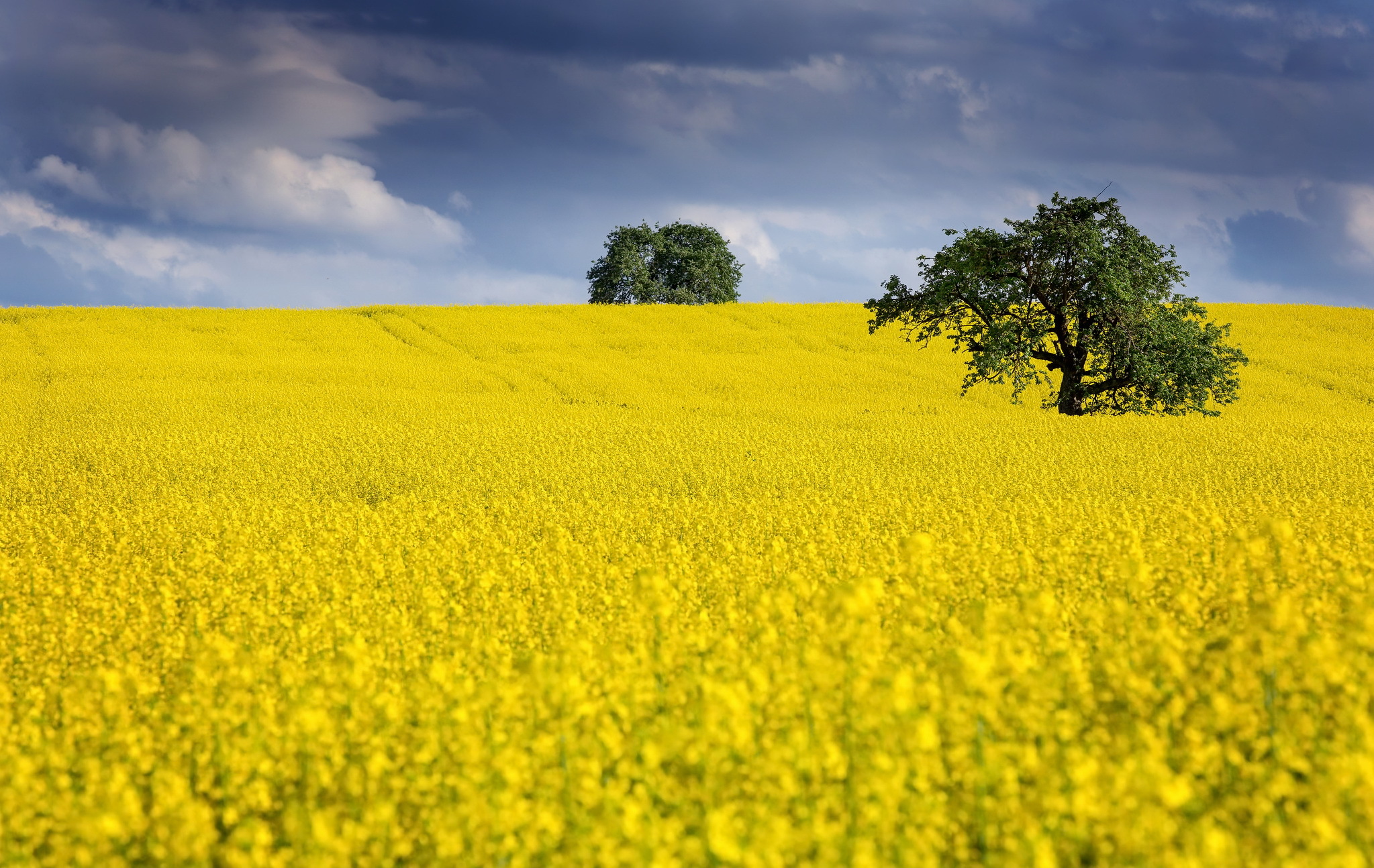 HD desktop wallpaper: Nature, Summer, Tree, Earth, Field, Yellow Flower, Canola download free picture