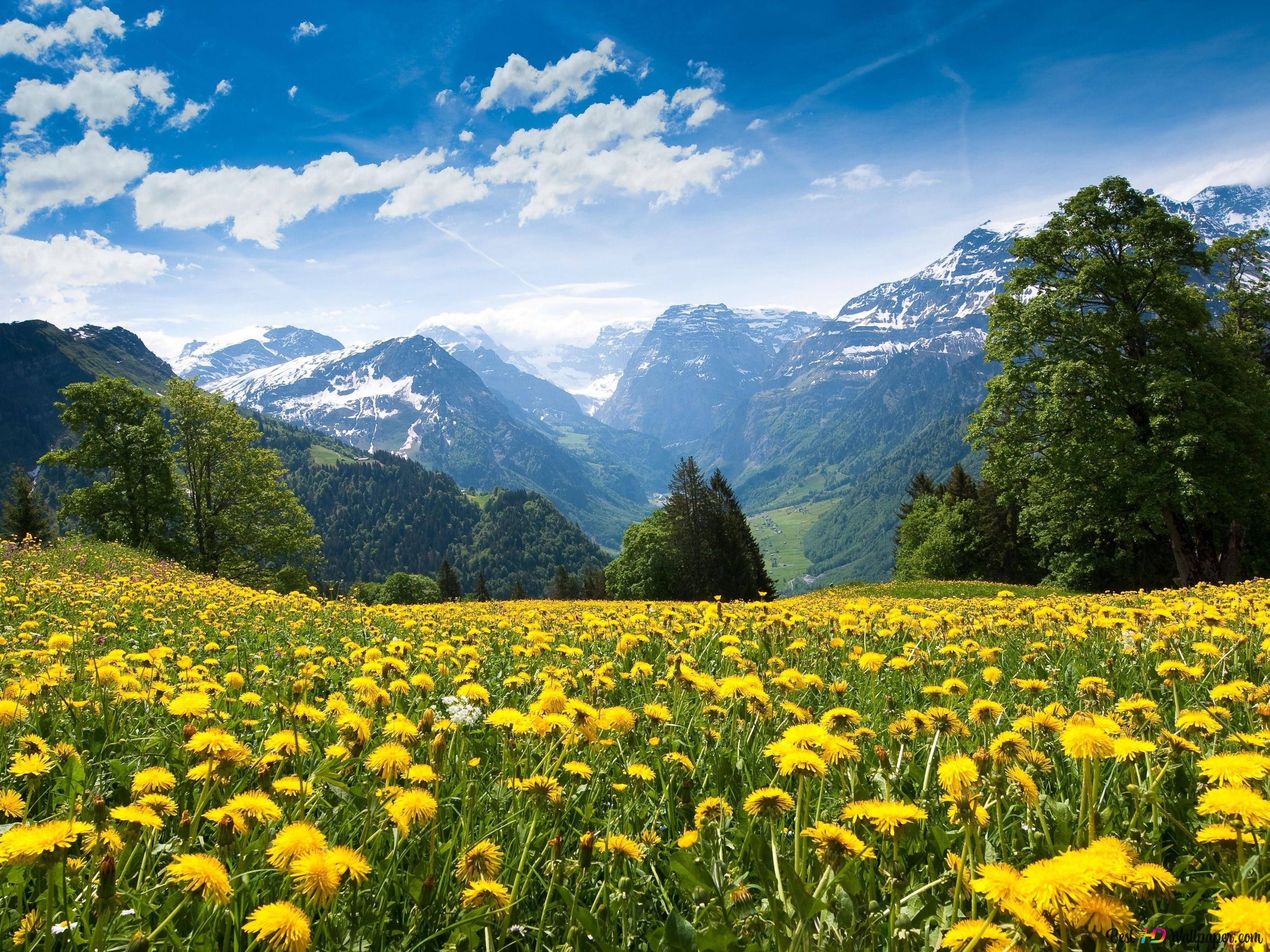 Nature view of trees and mountains watching from yellow flower field waking up to summer season 4K wallpaper download