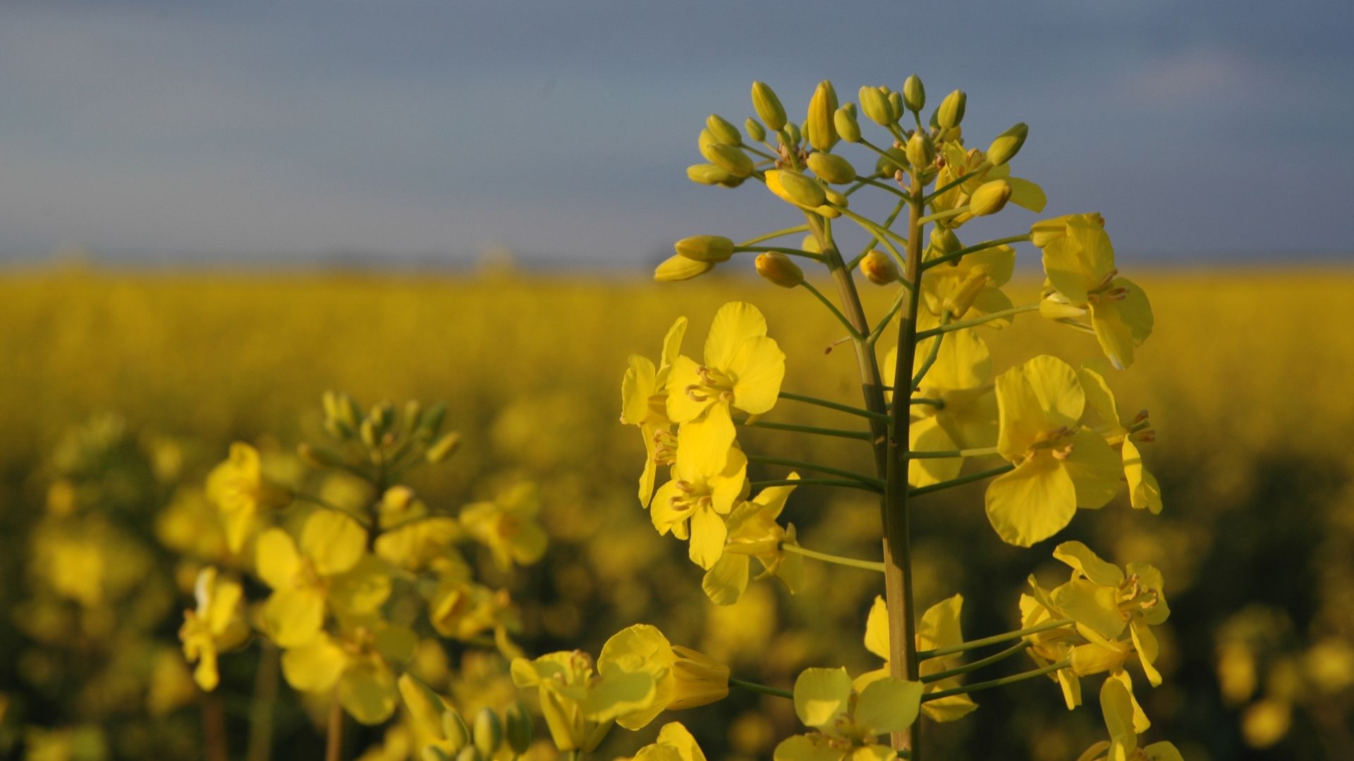 Desktop Wallpaper Yellow Flowers Farm, Summer, Blur, HD Image, Picture, Background, C3ed3c