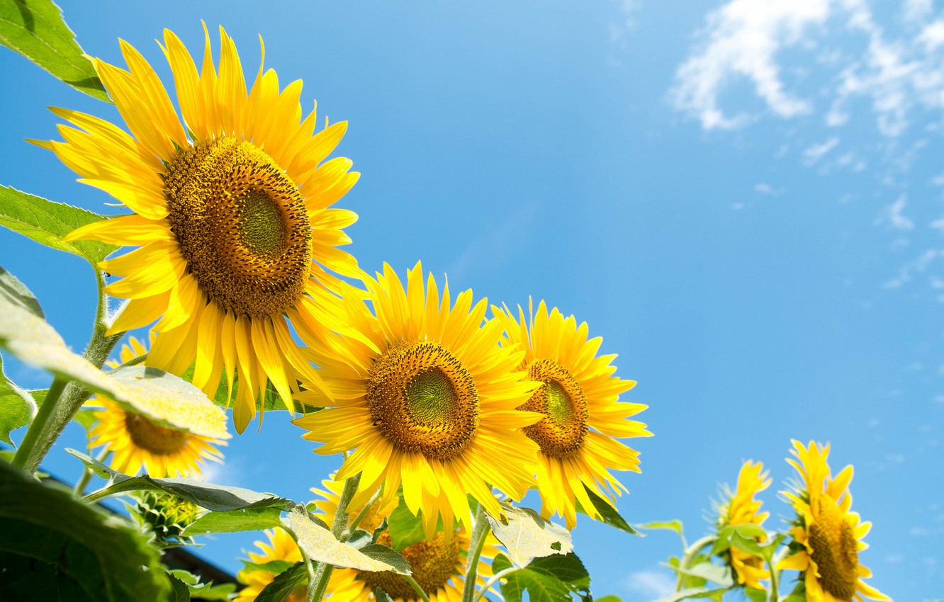 Wallpaper summer, the sky, sunflowers, yellow image for desktop, section цветы