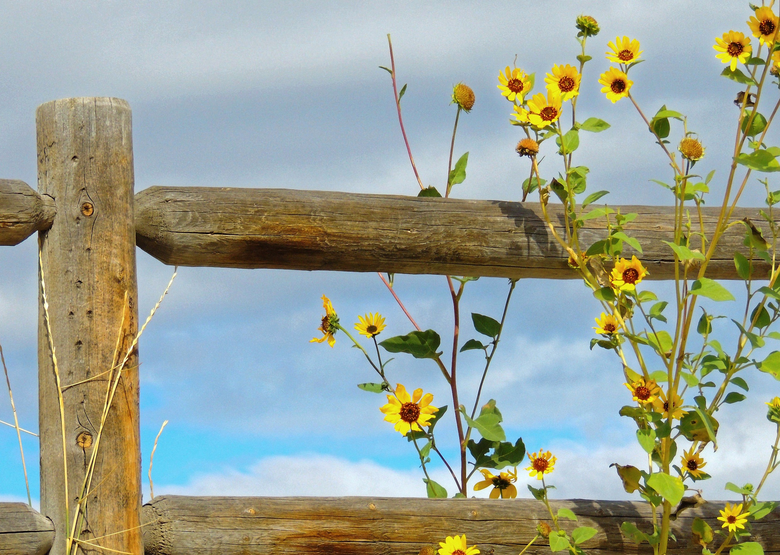 Wallpaper, nature, sky, branch, yellow, fence, sunflowers, flower, flora, agriculture, wildflower, rural area, natural environment 2500x1779