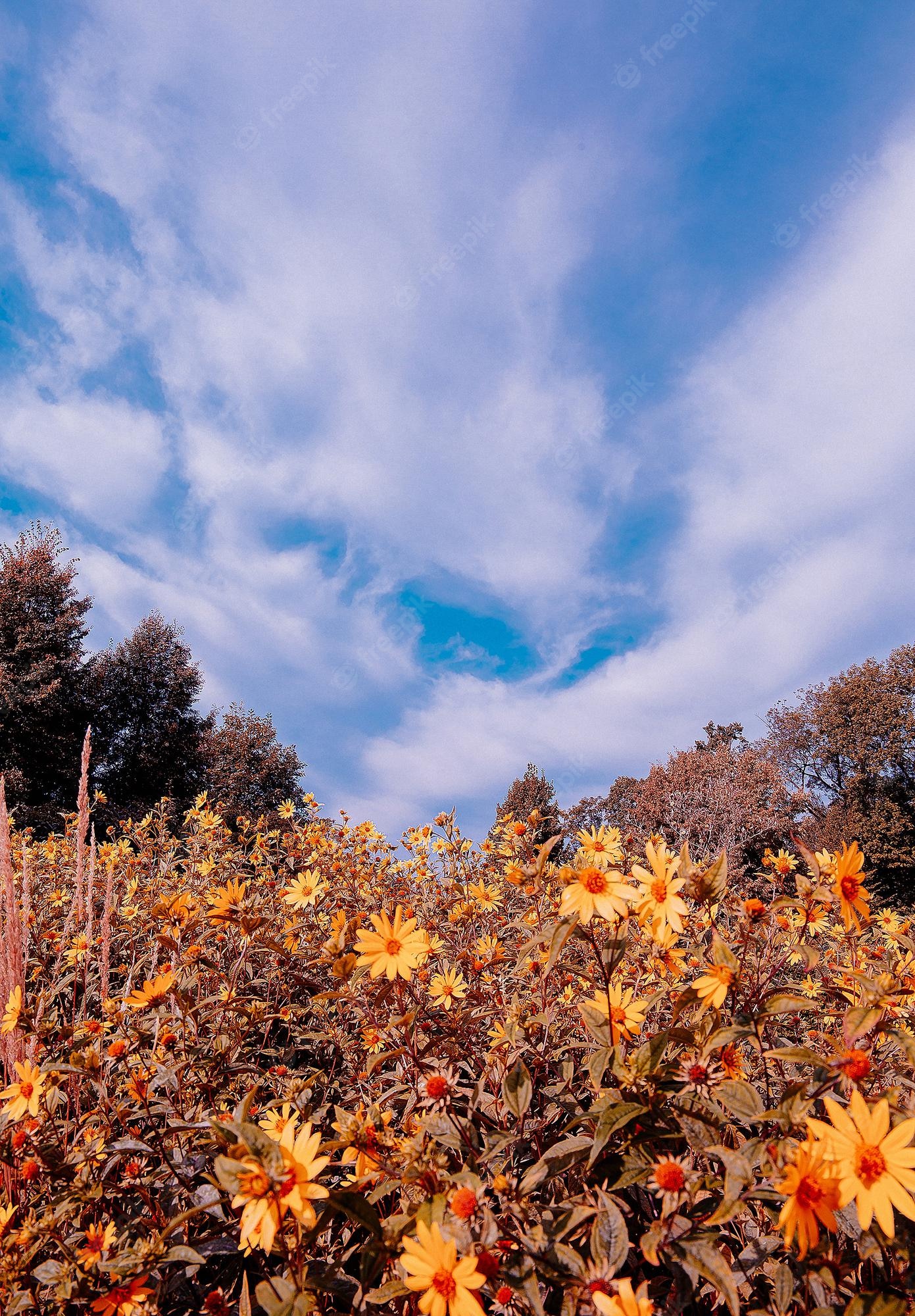 Premium Photo. Eco, nature, plant lover background. yellow flower aesthetic wallpaper. travel. slovenia