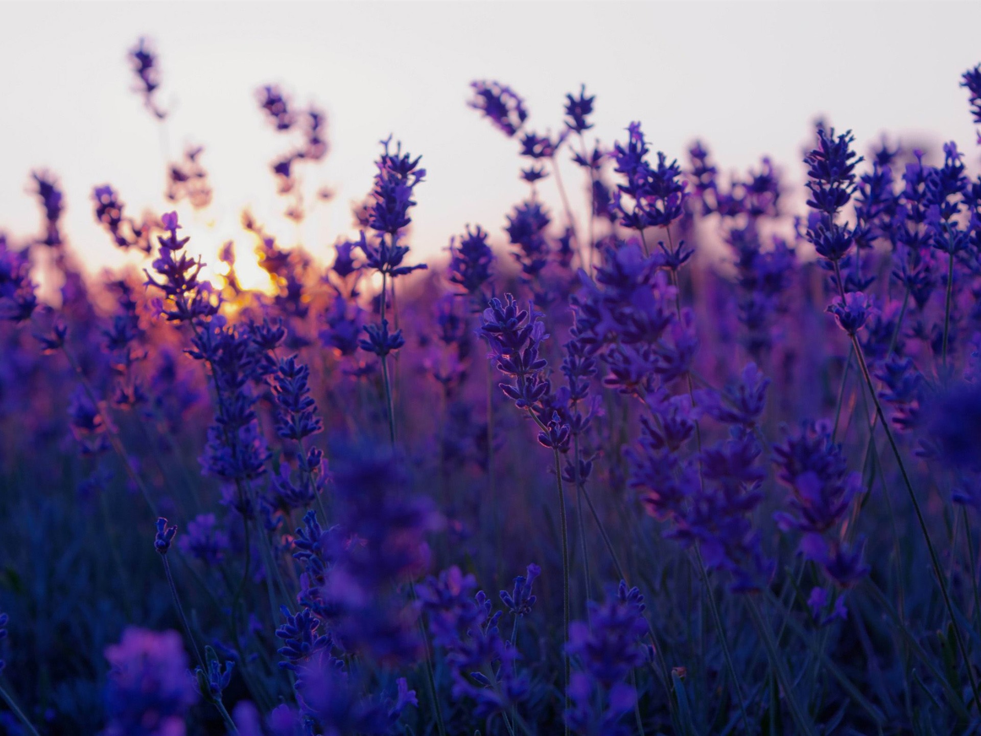 Lavender Field And Sunset Summer Landscape