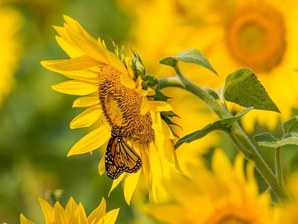 Download wallpaper 1024x768 sunflower, butterfly, yellow, summer standard 4:3 HD background