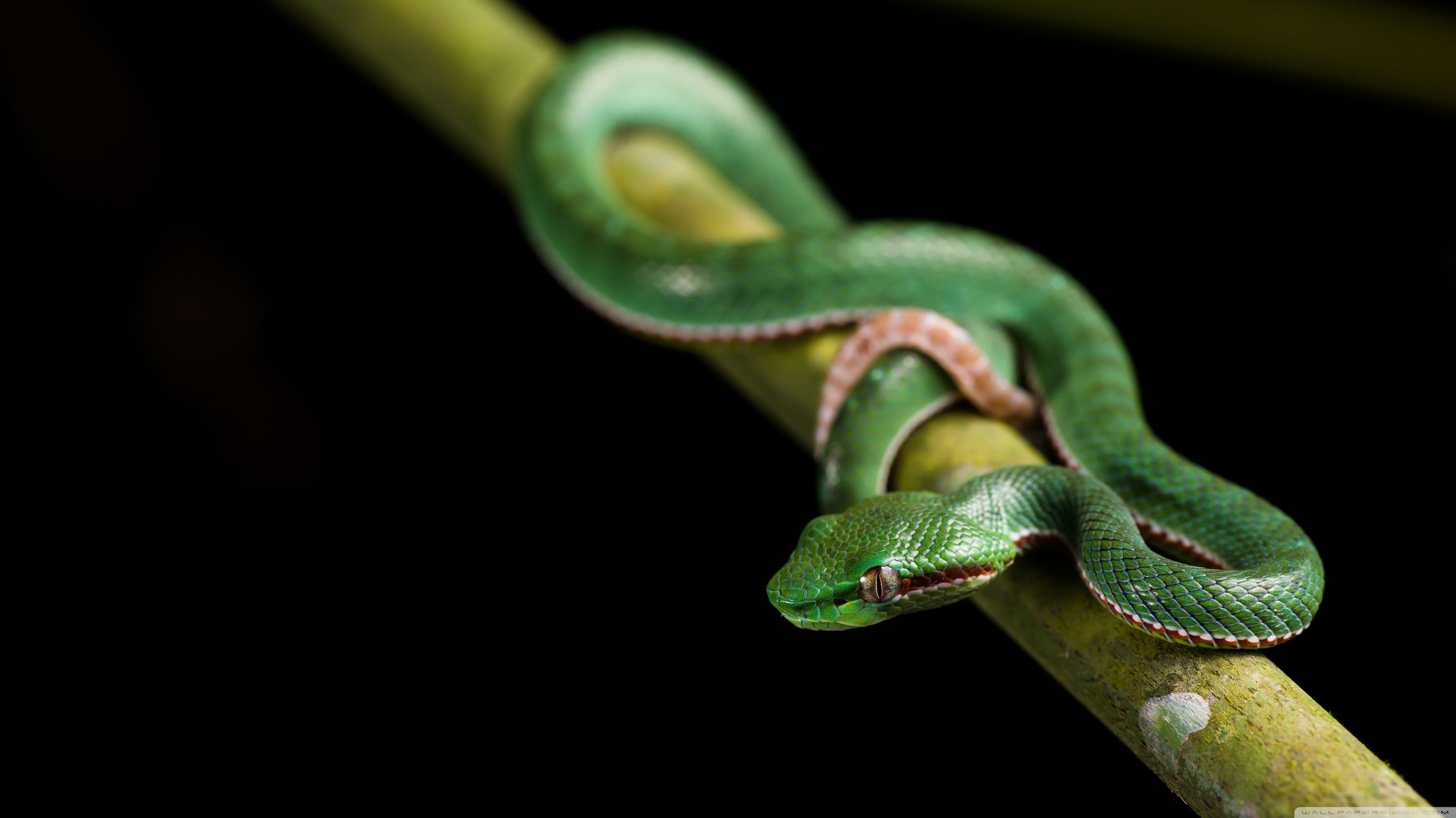Cute Baby Snake Wallpaper
