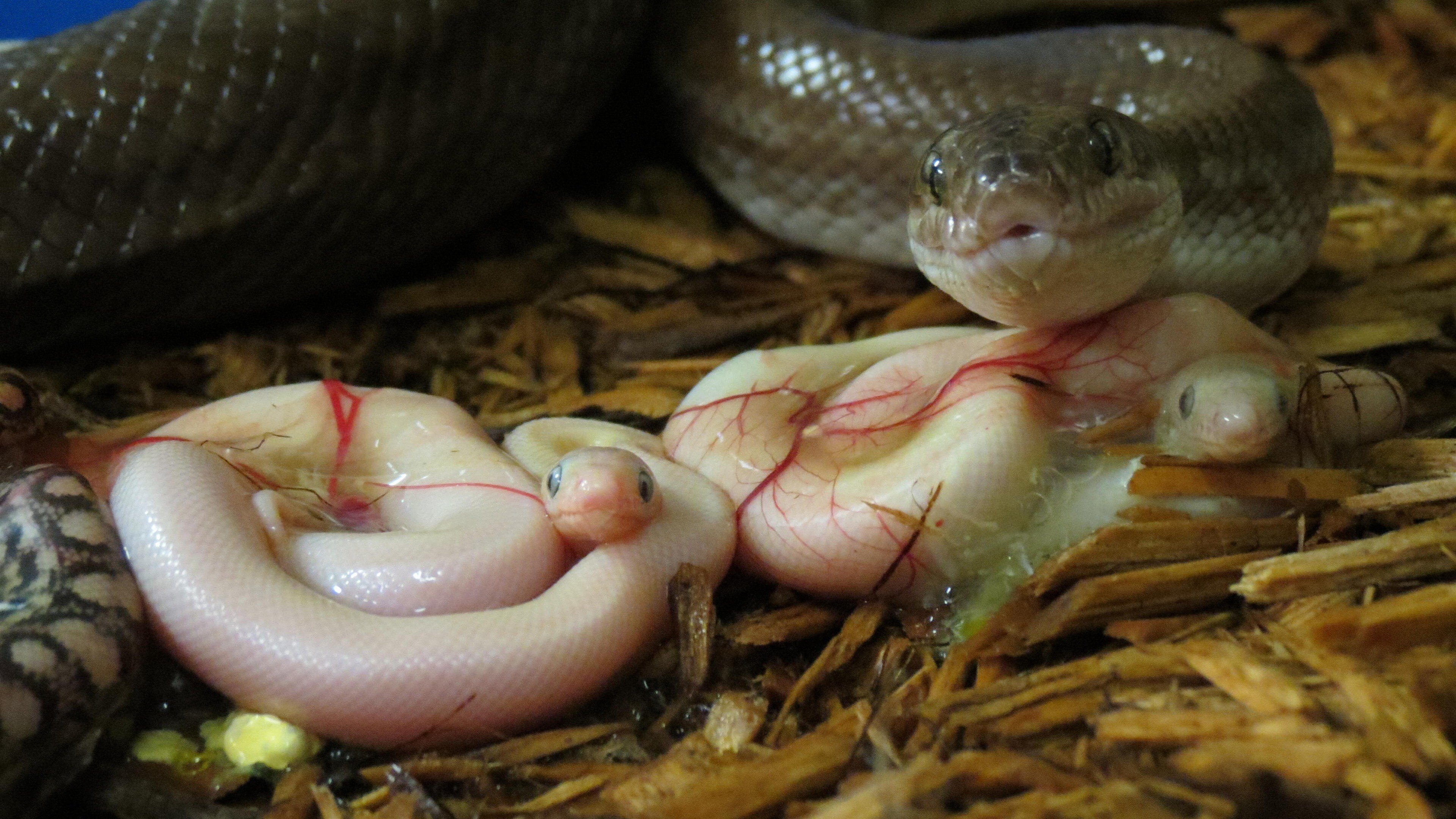 cute newborn baby snake