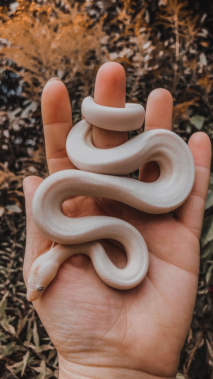 Обои для телефона. Cute snake, Cute reptiles, Pet snake