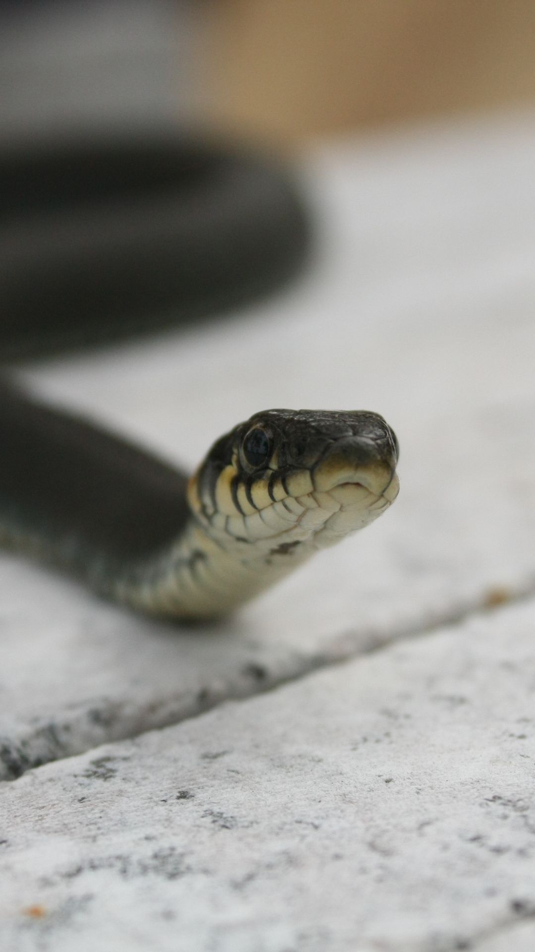 Animal / Snake (1080x1920) Mobile Wallpaper. Snake, Animals, Snake wallpaper