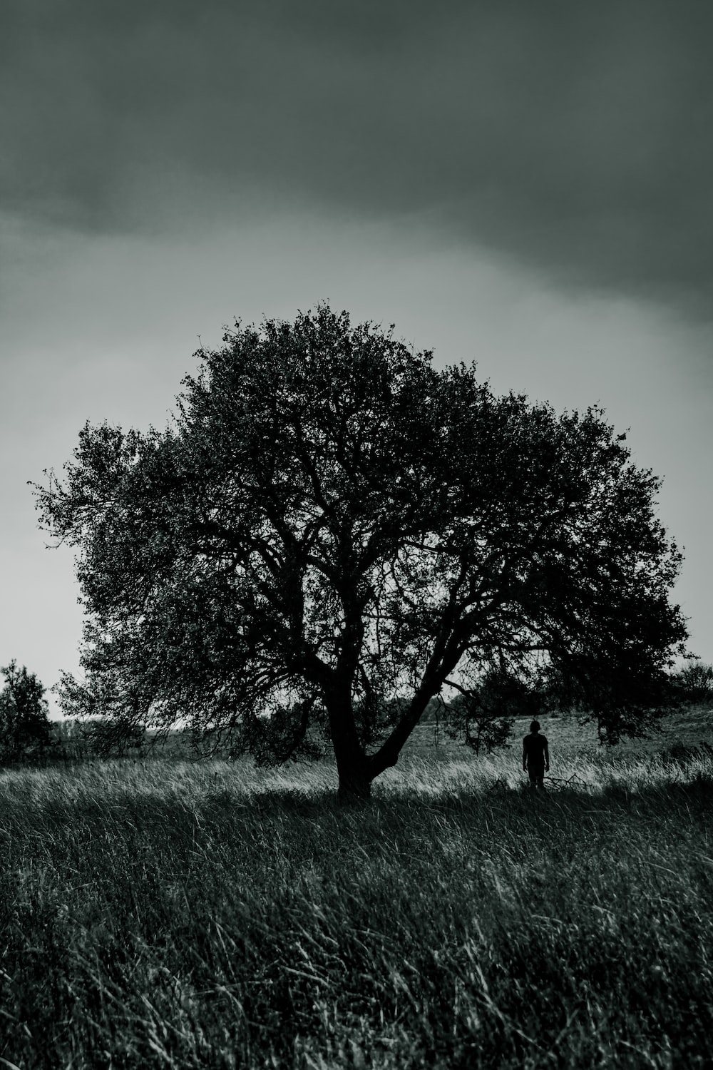 Sad Tree Picture. Download Free Image