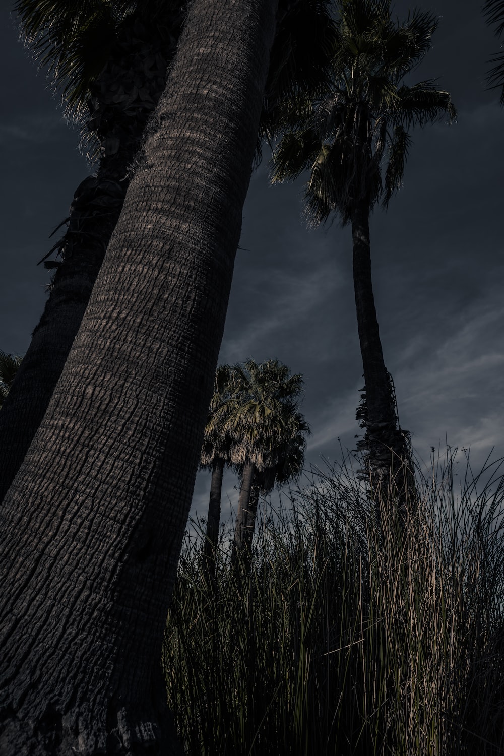 Sad Tree Picture. Download Free Image