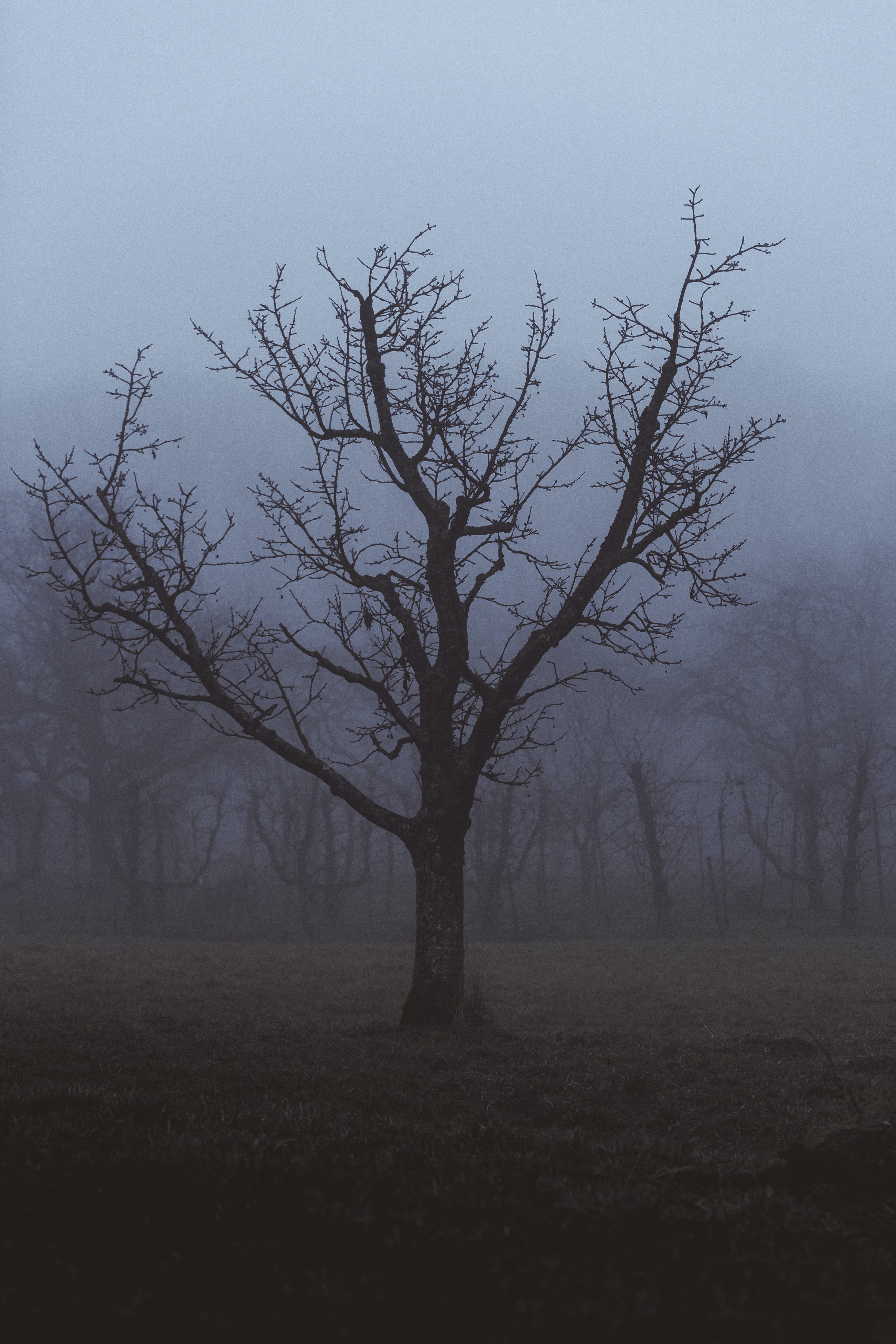 Sad Tree Photo, Download The BEST Free Sad Tree & HD Image