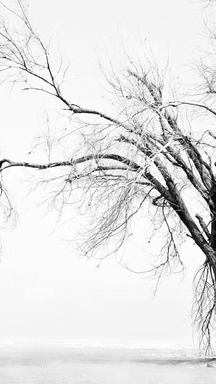 Sad Tree desktop PC and Mac wallpaper