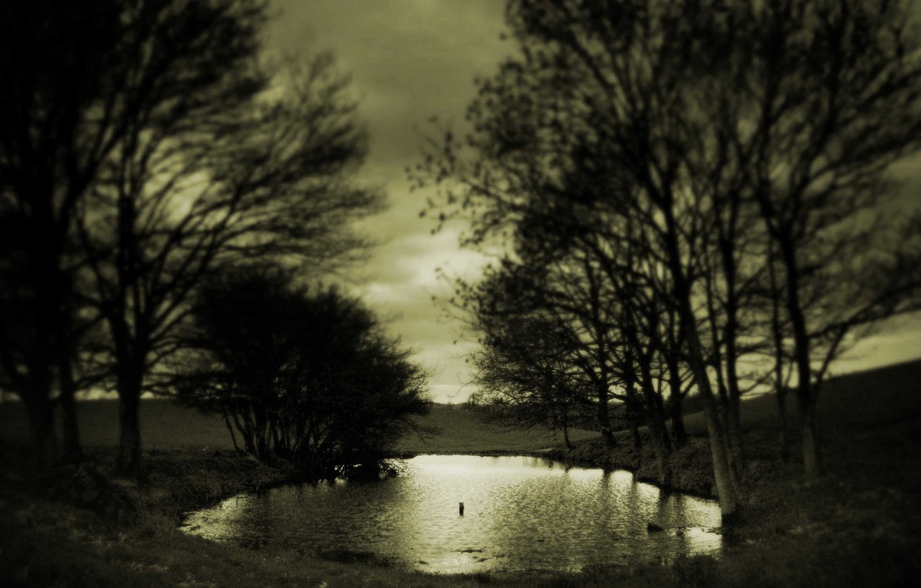 Wallpaper sadness, autumn, trees, Sepia, Puddle image for desktop, section природа