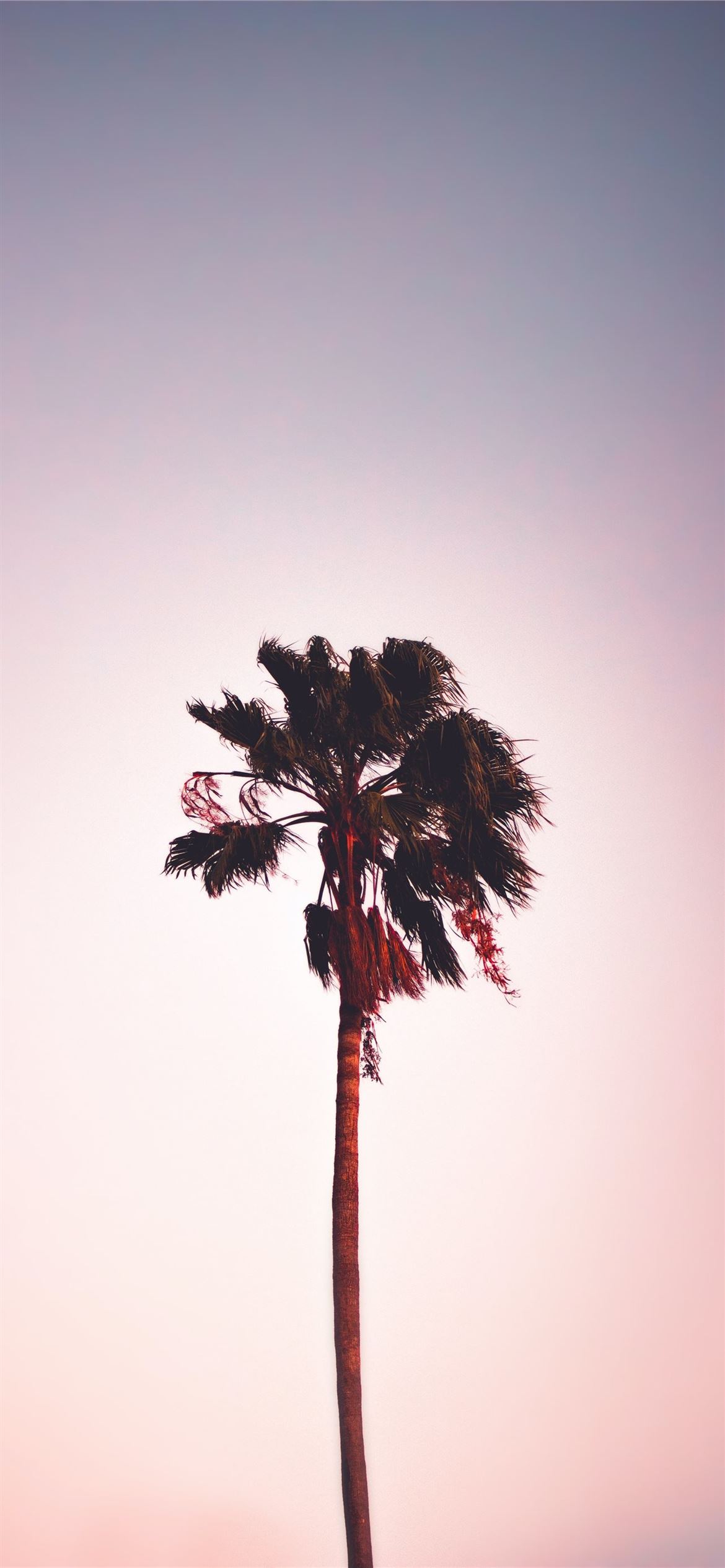 green leafed tree under blue sky iPhone 12 Wallpaper Free Download