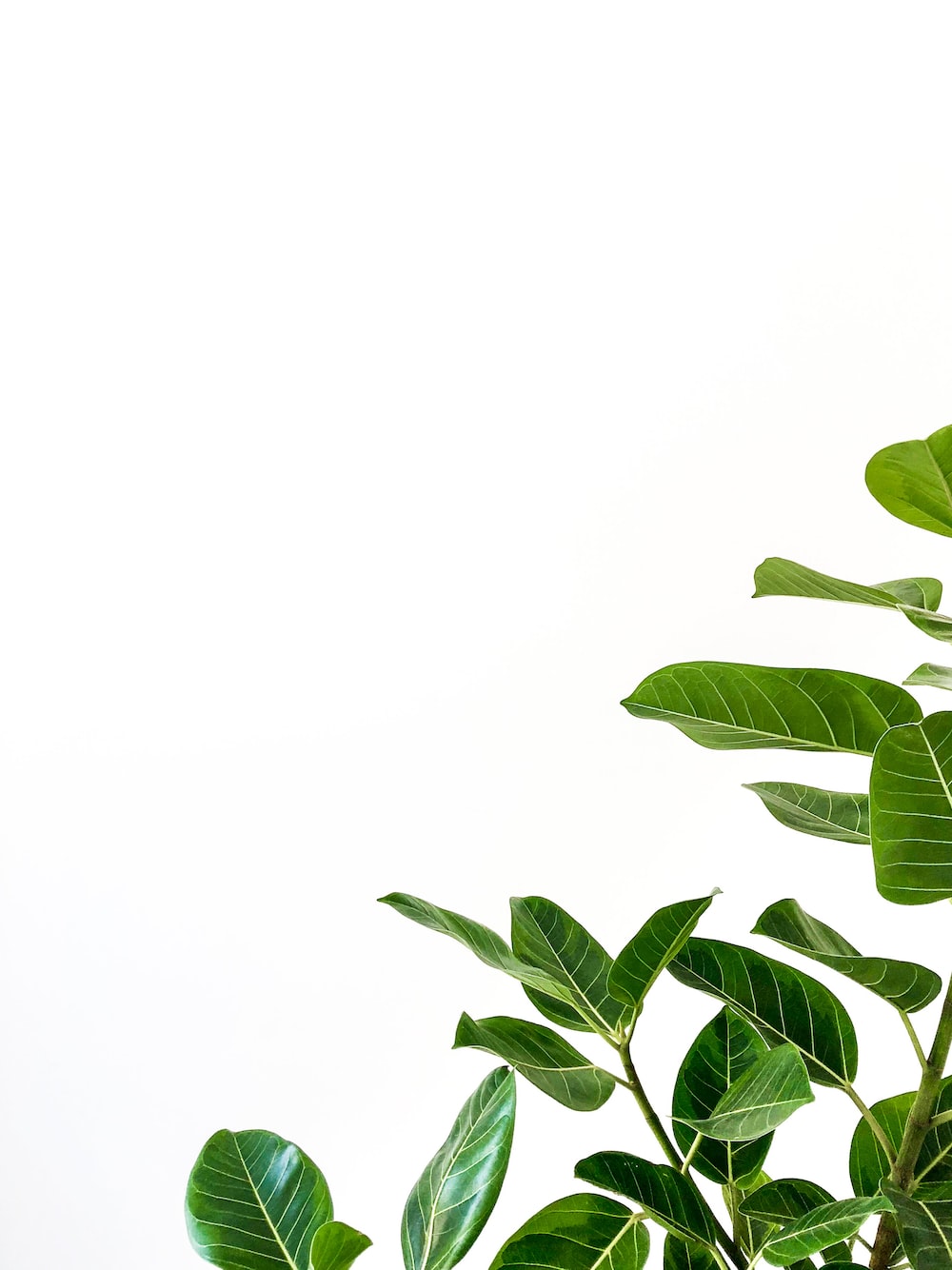 Plants White Background Picture. Download Free Image