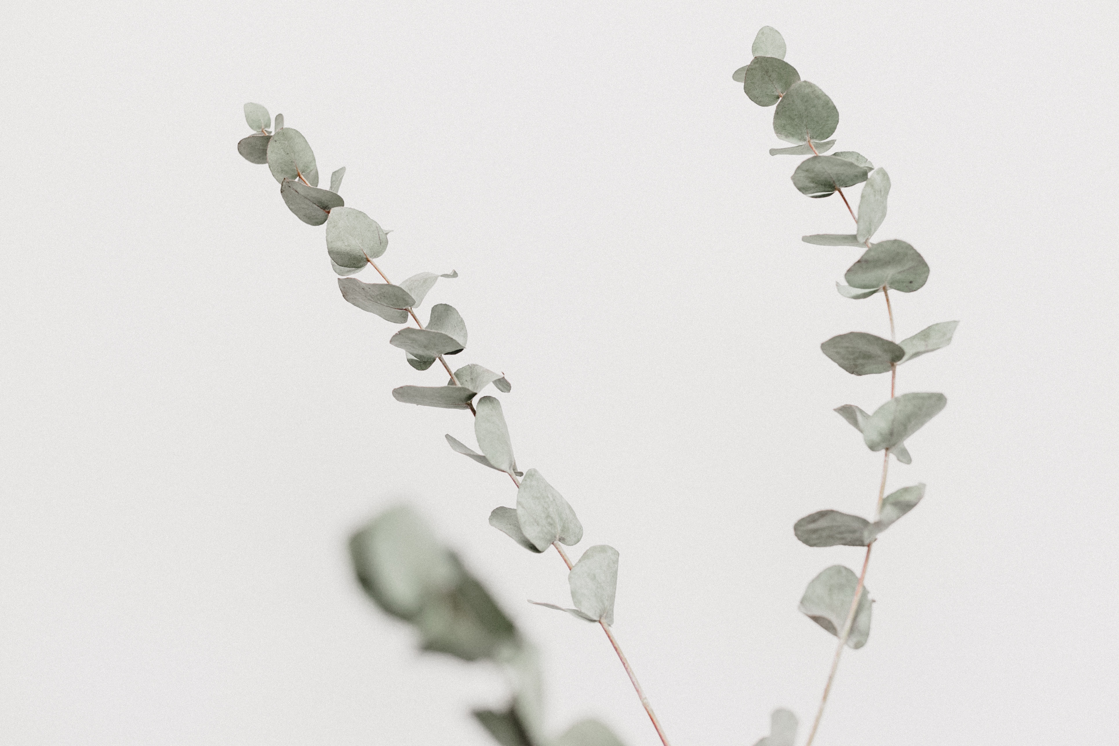 3861x2574 space, eucalyptu, clean, stem, white, dry, background, leaf, dried, scandi, simple, Public domain image, minimal, wallpaper, green, dried plant, nature, negative space Gallery HD Wallpaper