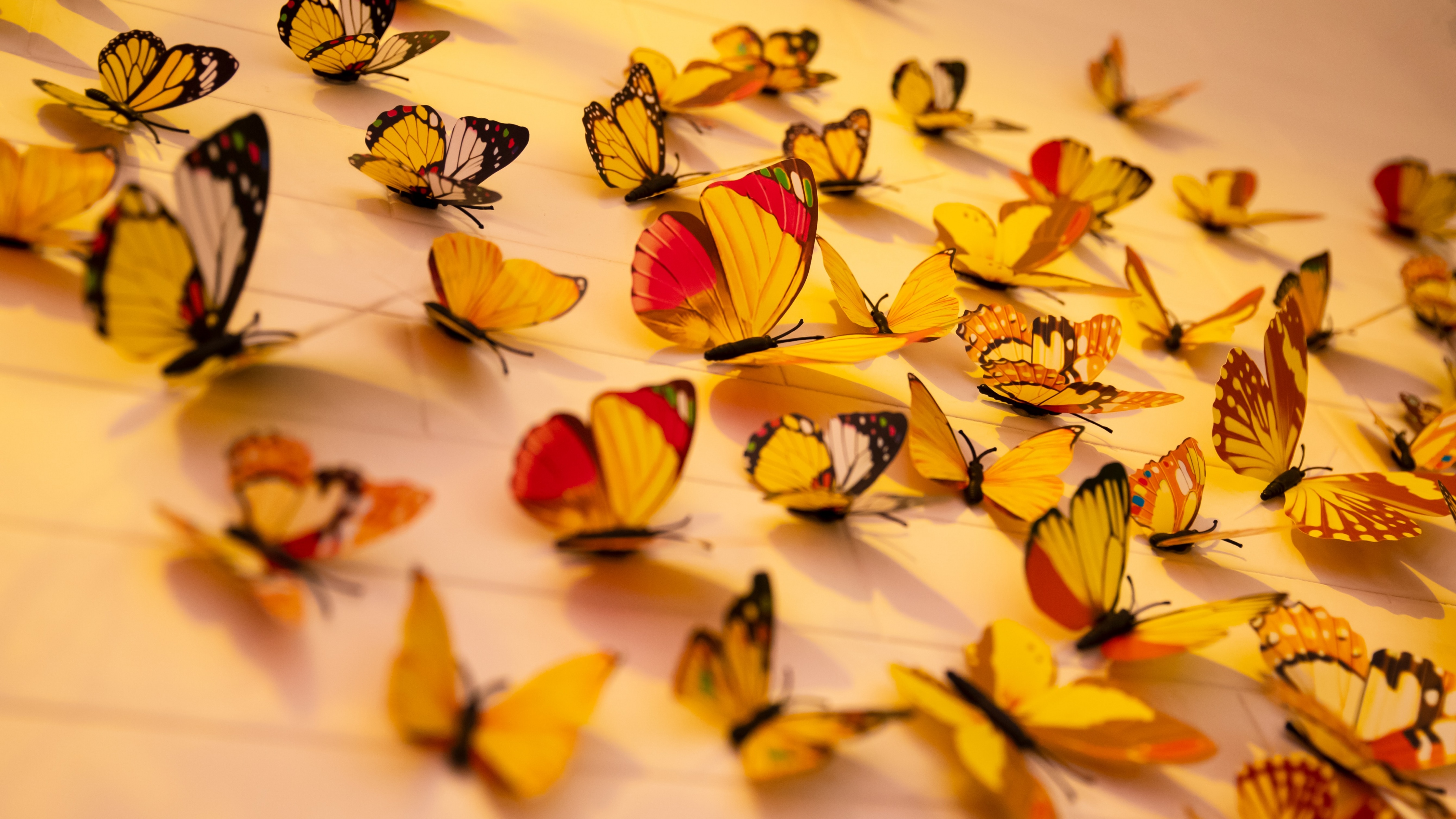 Colorful butterflies Wallpaper 4K, Aesthetic, Animals