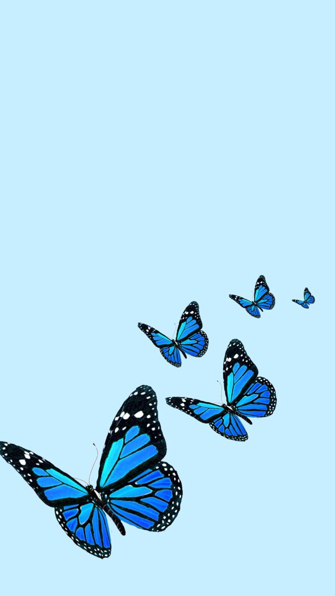 Blue butterfly wallpaper (original)