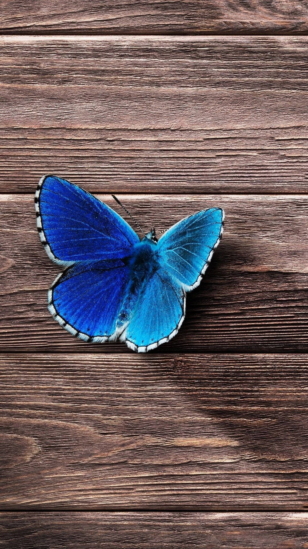 Blue Butterfly Wallpaper