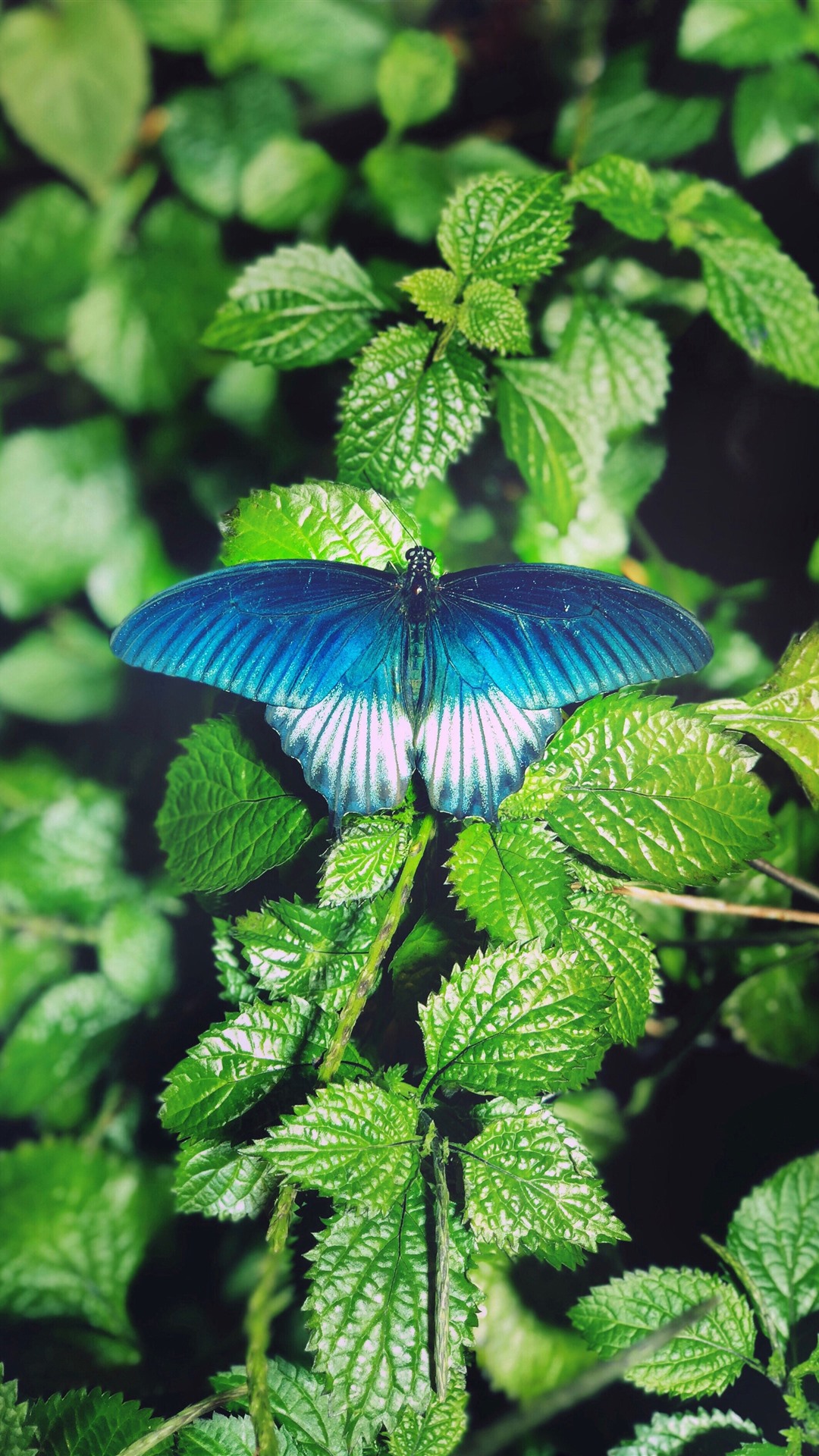 Green Leaves, Blue Butterfly 1242x2688 IPhone 11 Pro XS Max Wallpaper, Background, Picture, Image