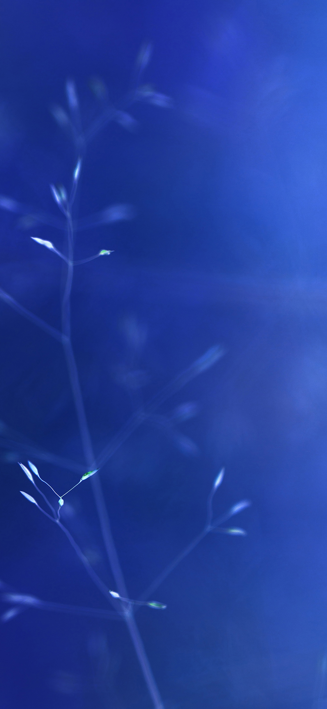 iPhoneXpapers park blue nature flower nature