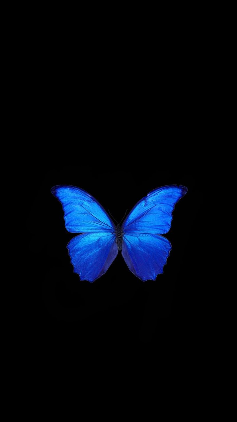 Blue Butterfly iPhone Wallpapers Wallpaper Cave