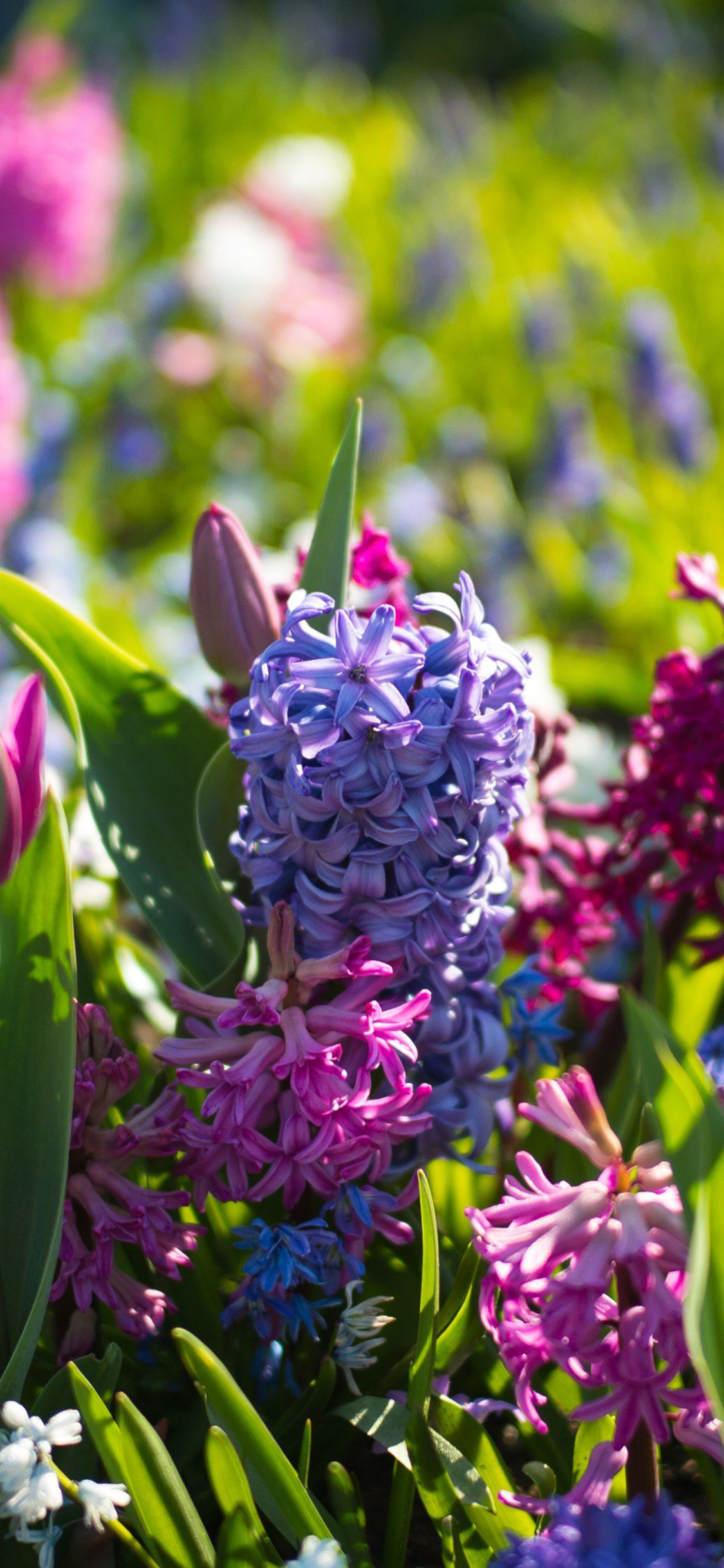 4K Spring Wallpaper for Desktop, iPad & iPhone