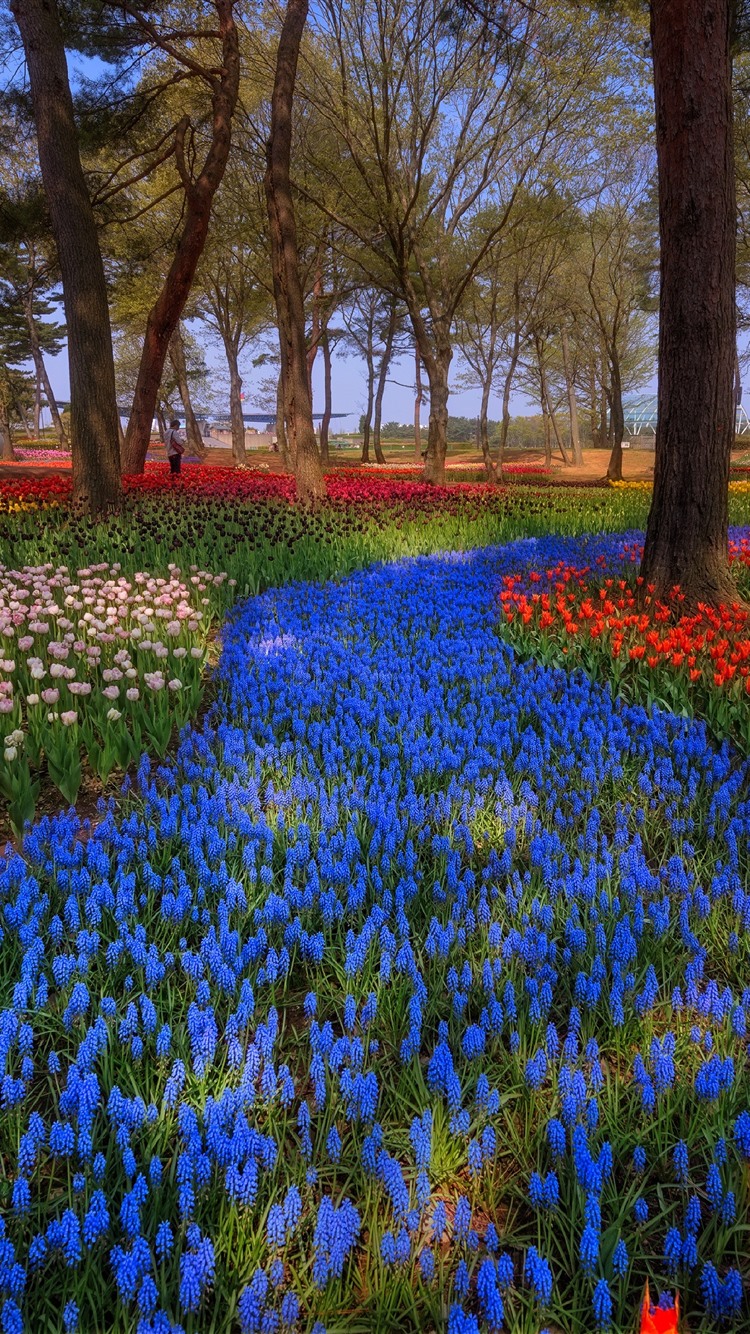 Japan, Park, Trees, Colorful Tulips, Spring 1125x2436 IPhone 11 Pro XS X Wallpaper, Background, Picture, Image