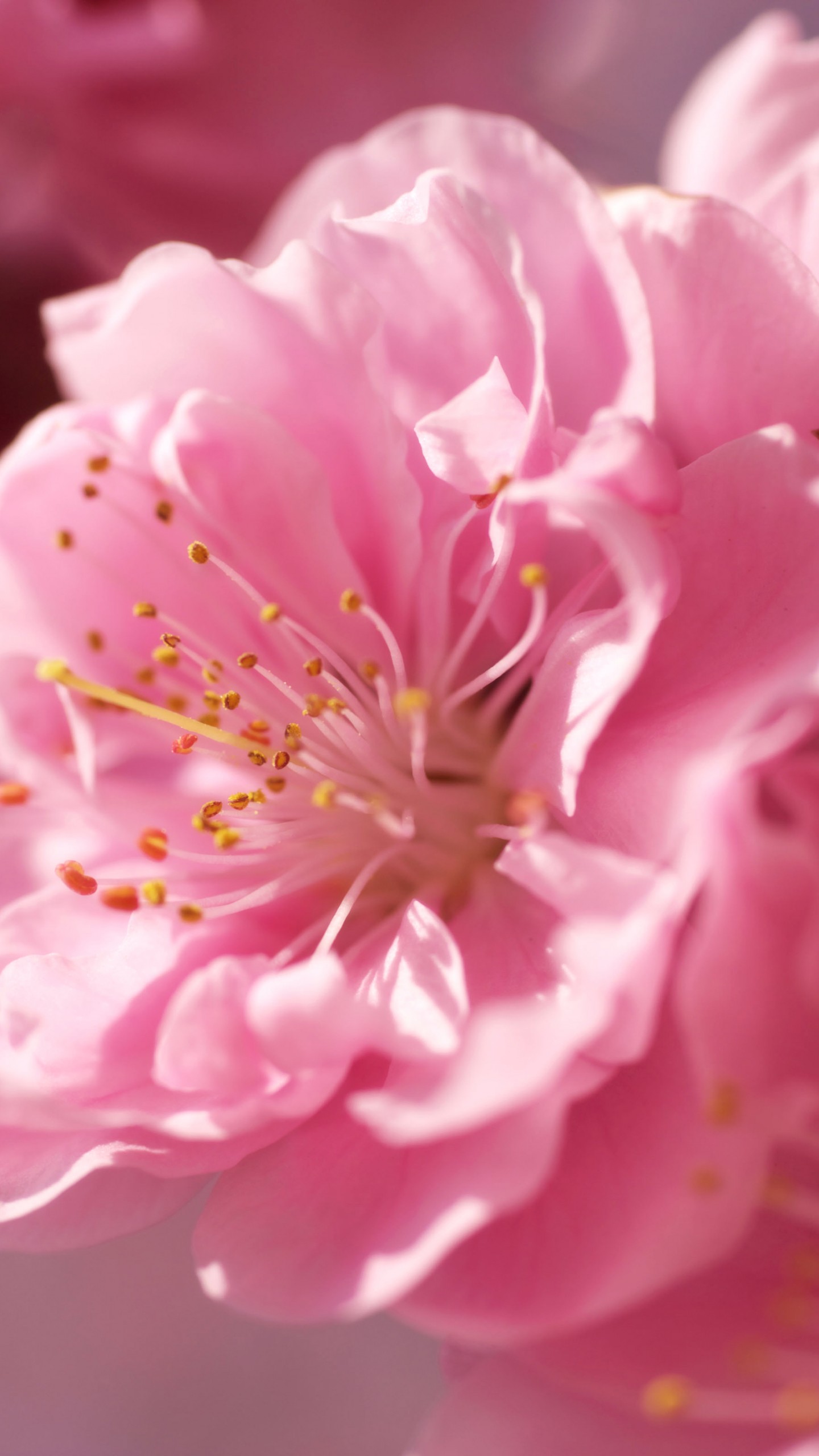 Wallpaper sakura, 4k, HD wallpaper, pink, spring, flower, Nature