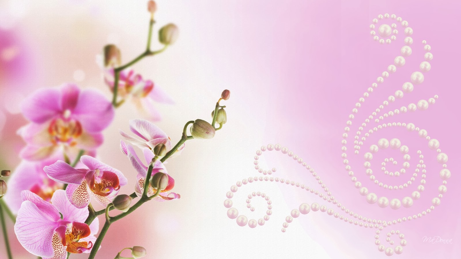 Orchid Wallpaper for Computer