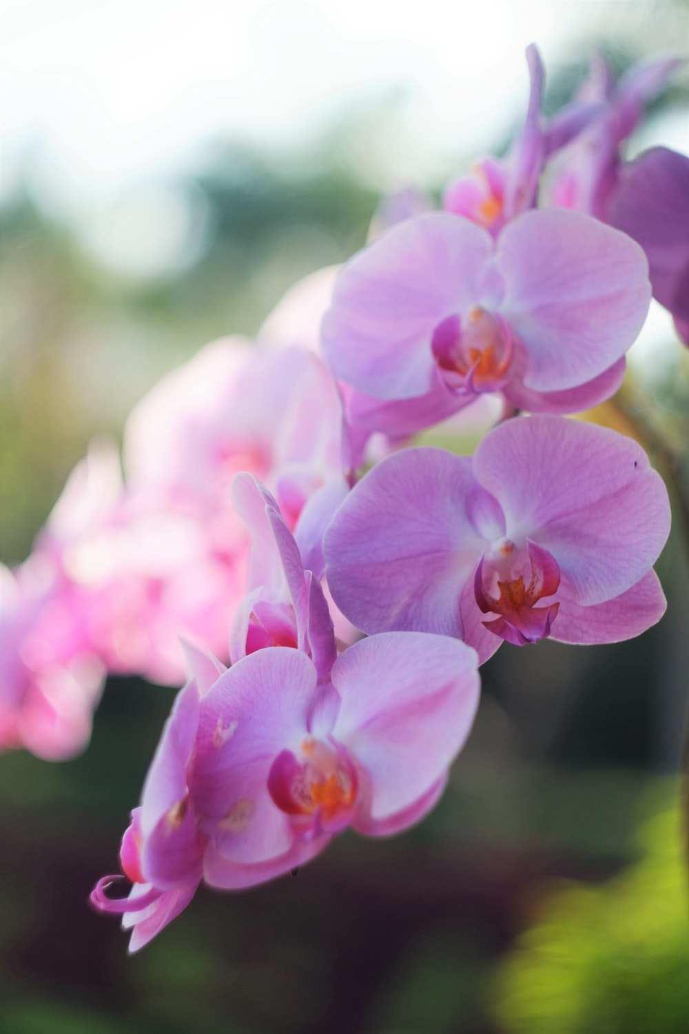 Pink Orchid Picture. Download Free Image