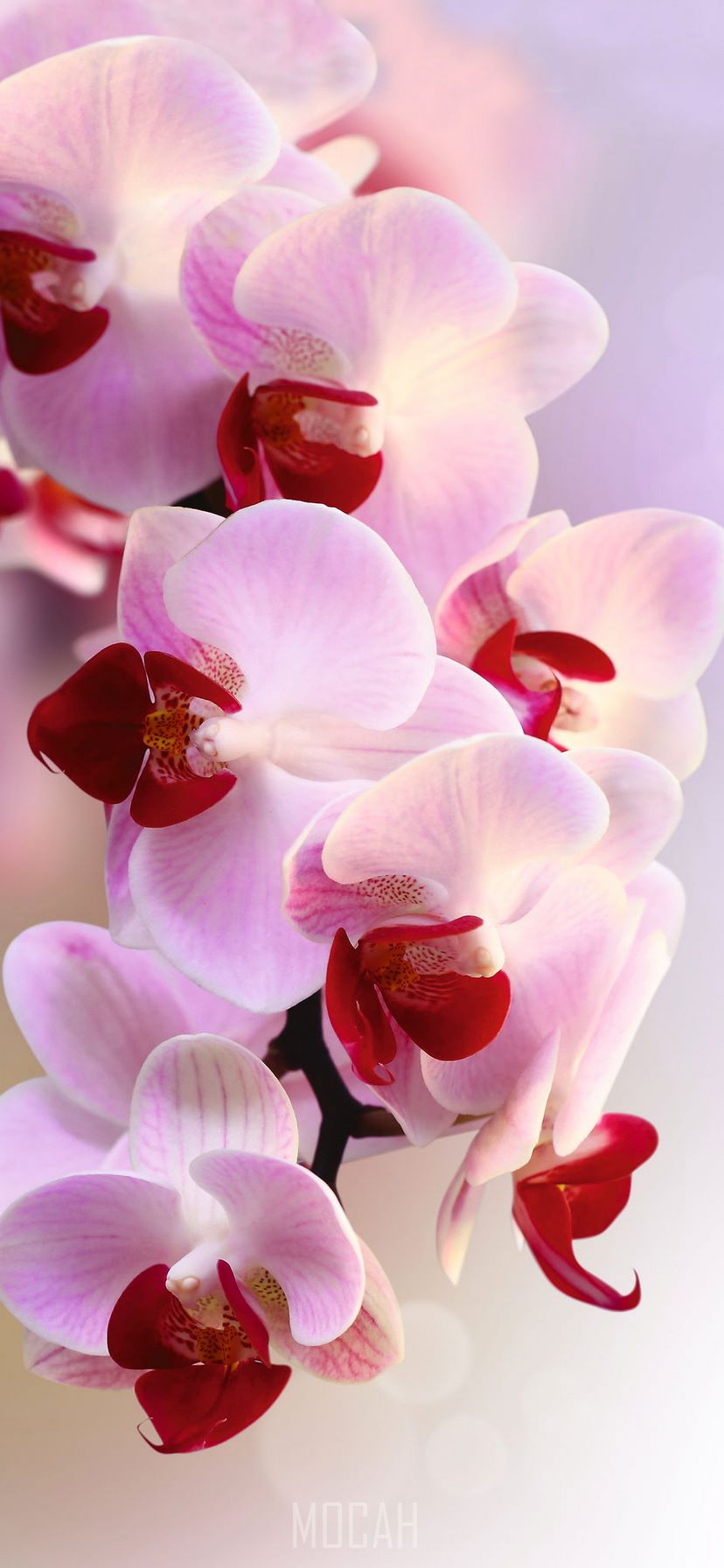 Orchids, Flower, Flowering Plant, Moth Orchid, Pink, Apple iPhone 11 wallpaper free download, 828x1792 Gallery HD Wallpaper
