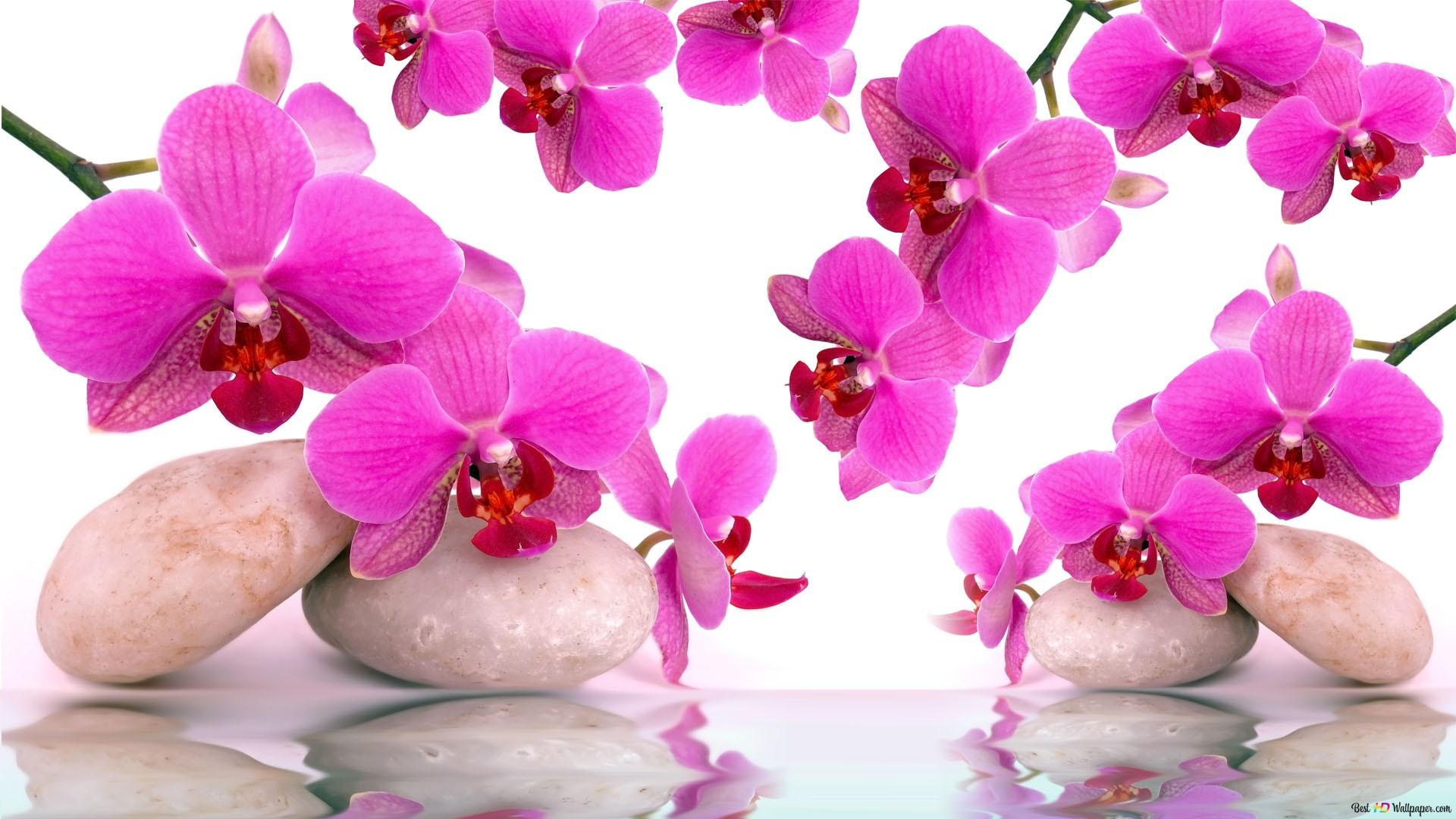 Pink Orchids HD wallpaper download