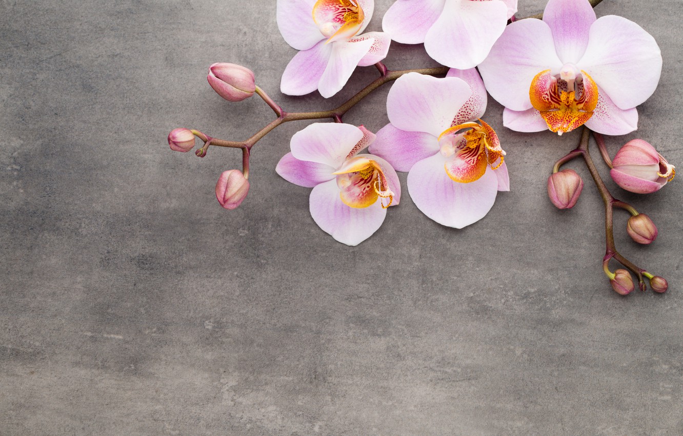 Wallpaper Orchid, pink, flowers, orchid image for desktop, section цветы