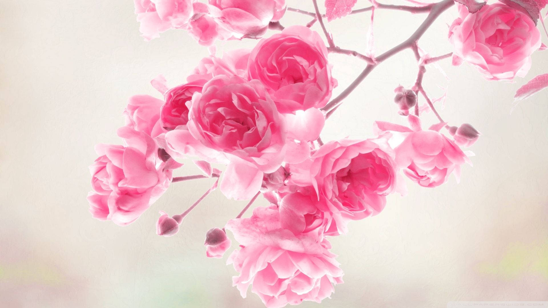 Pink Flowers Wallpaper