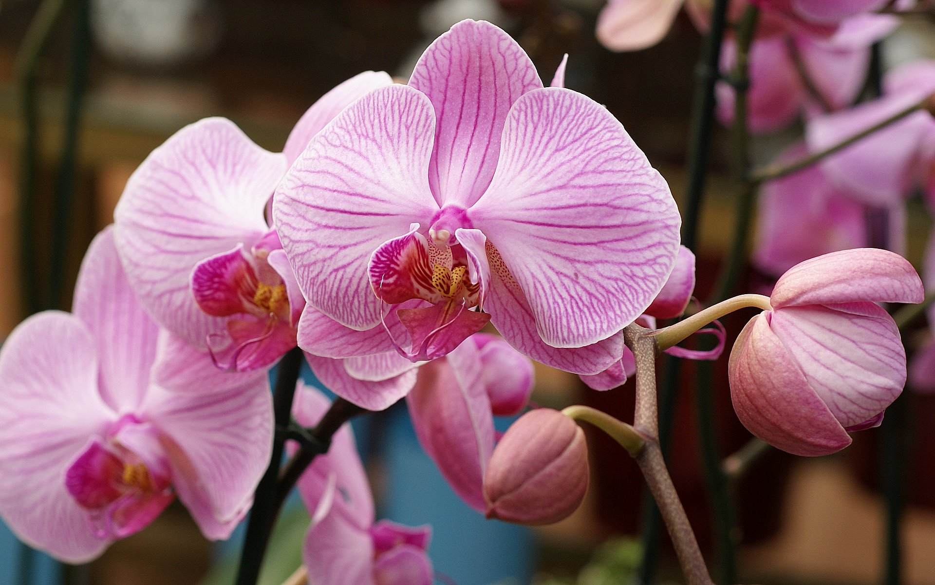 light pink orchid wallpaper