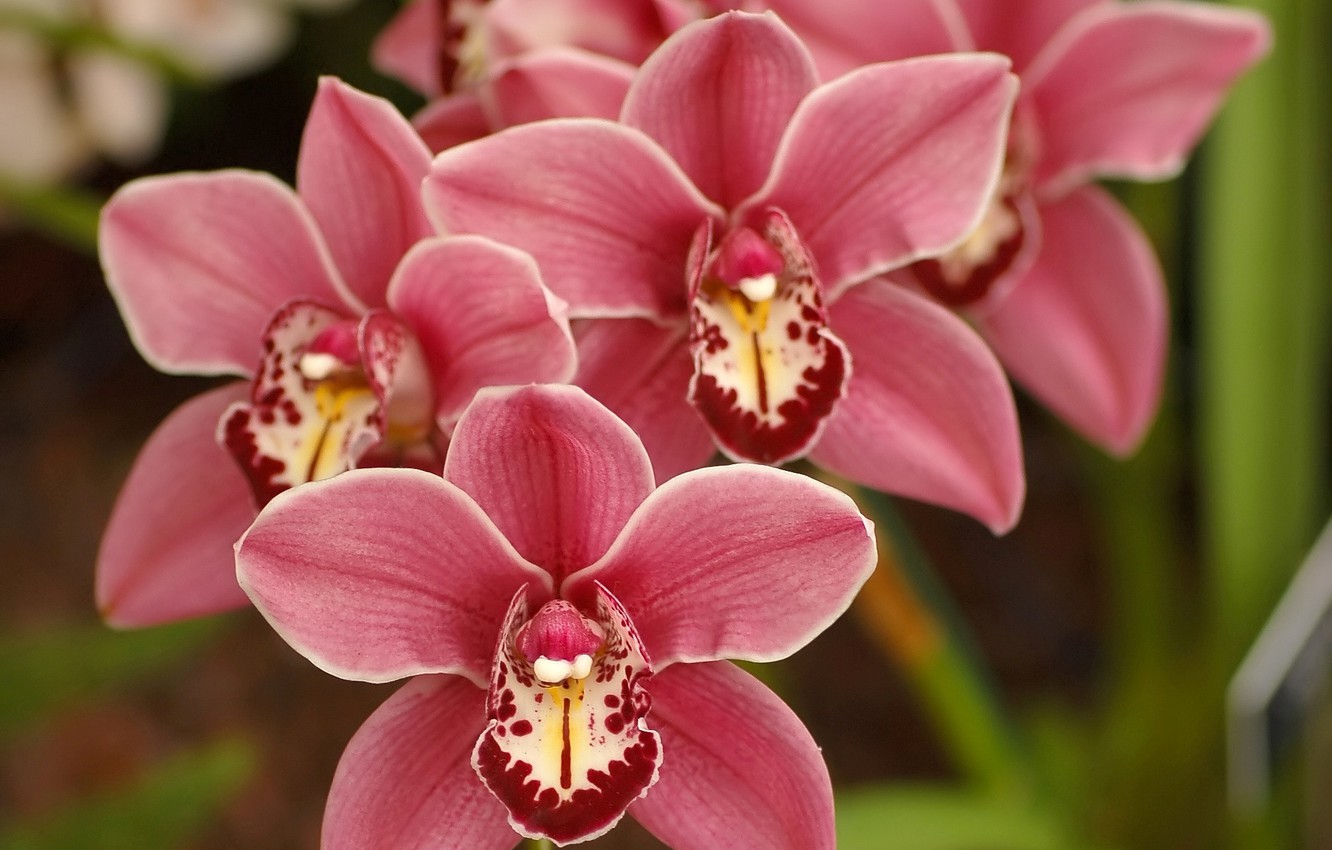 Wallpaper flowers, nature, beauty, spring, petals, pink, orchids, Orchid, beautiful nature wallpaper, cymbidium, Clarisse Austin, best pink flowers, Cymbidium image for desktop, section цветы