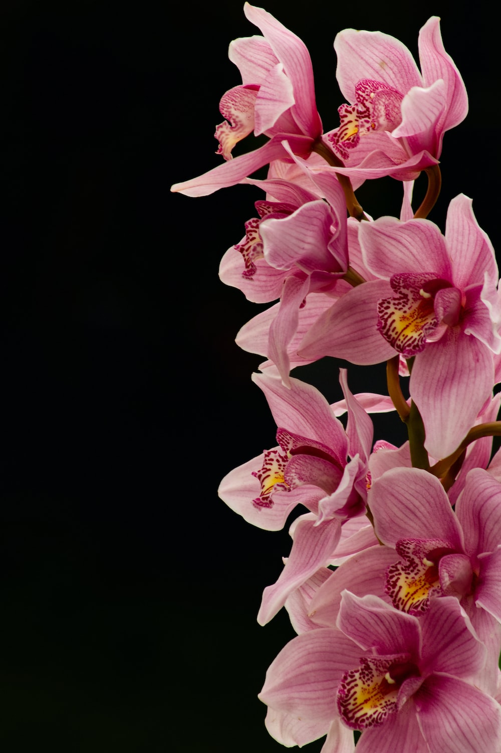 Orchid Picture. Download Free Image