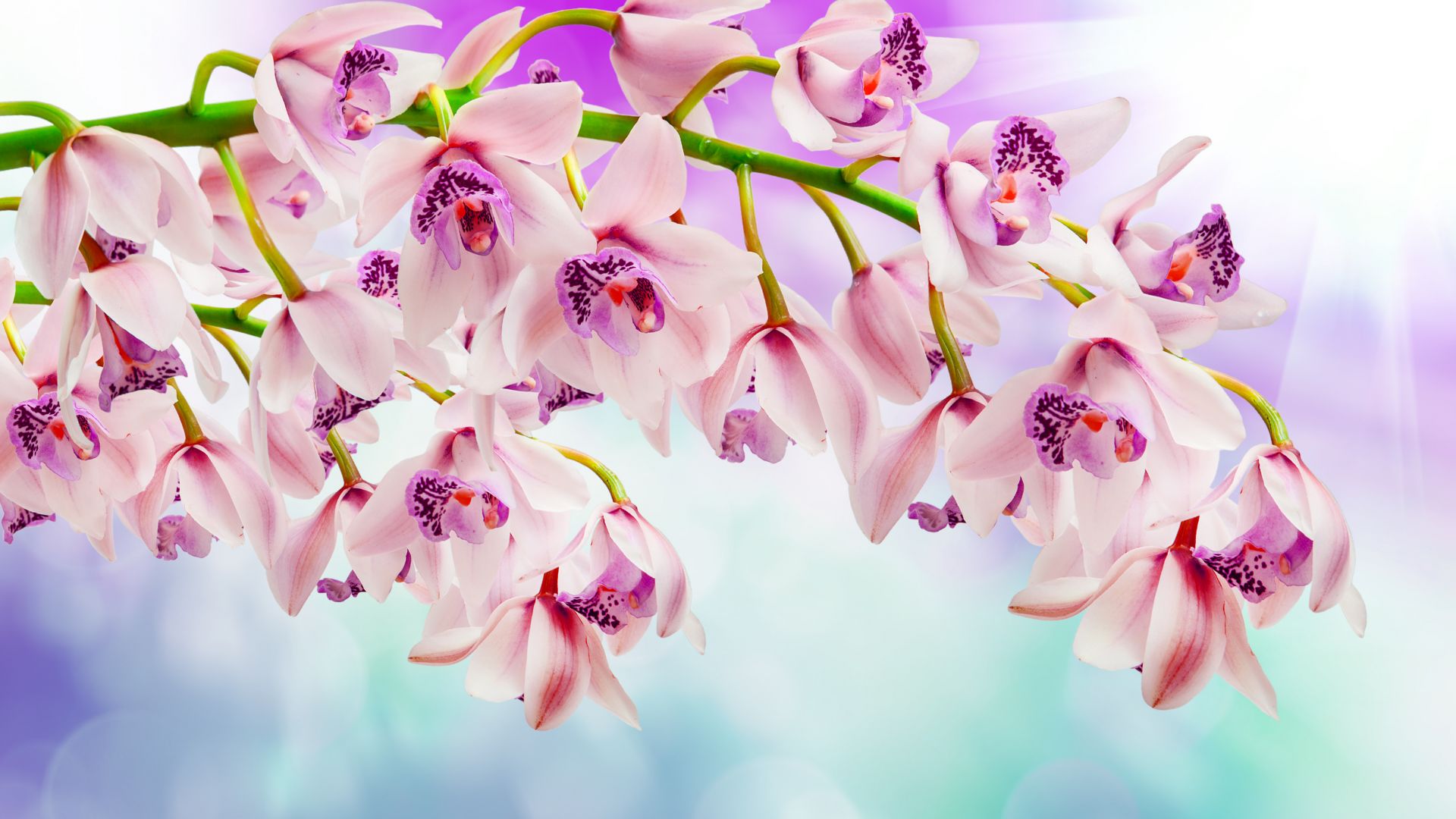 Desktop Wallpaper Orchid, Pink Flowers, Spring, HD Image, Picture, Background, Spbvvb