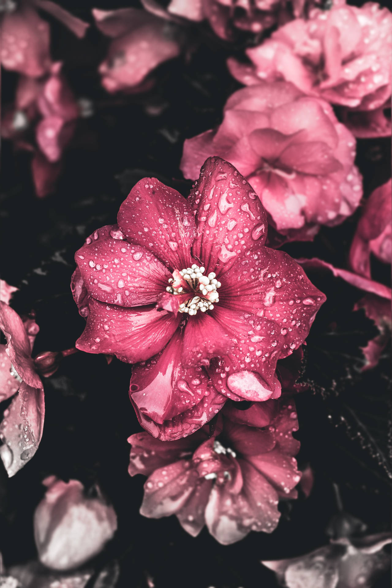 Download Wet Pink Flowers Aesthetic