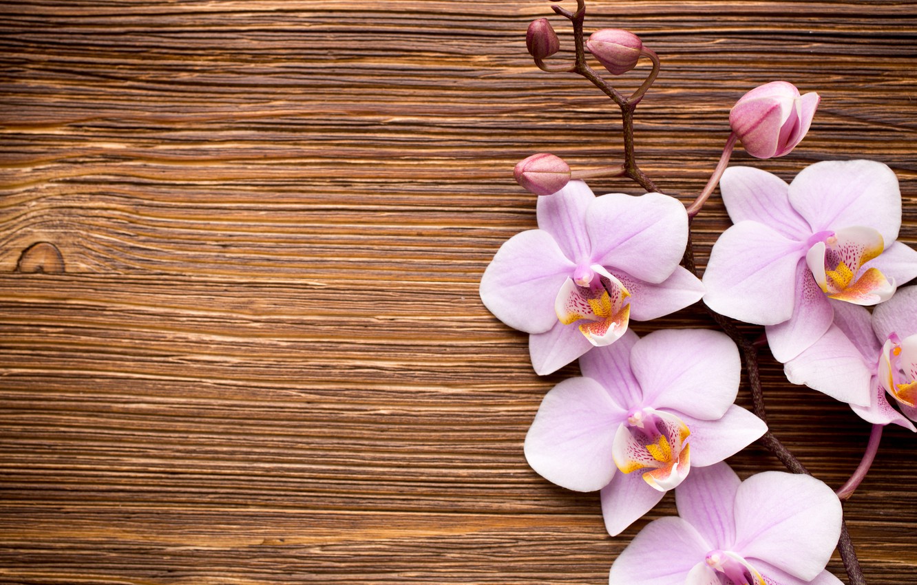 Wallpaper wood, Orchid, pink, flowers, orchid image for desktop, section цветы