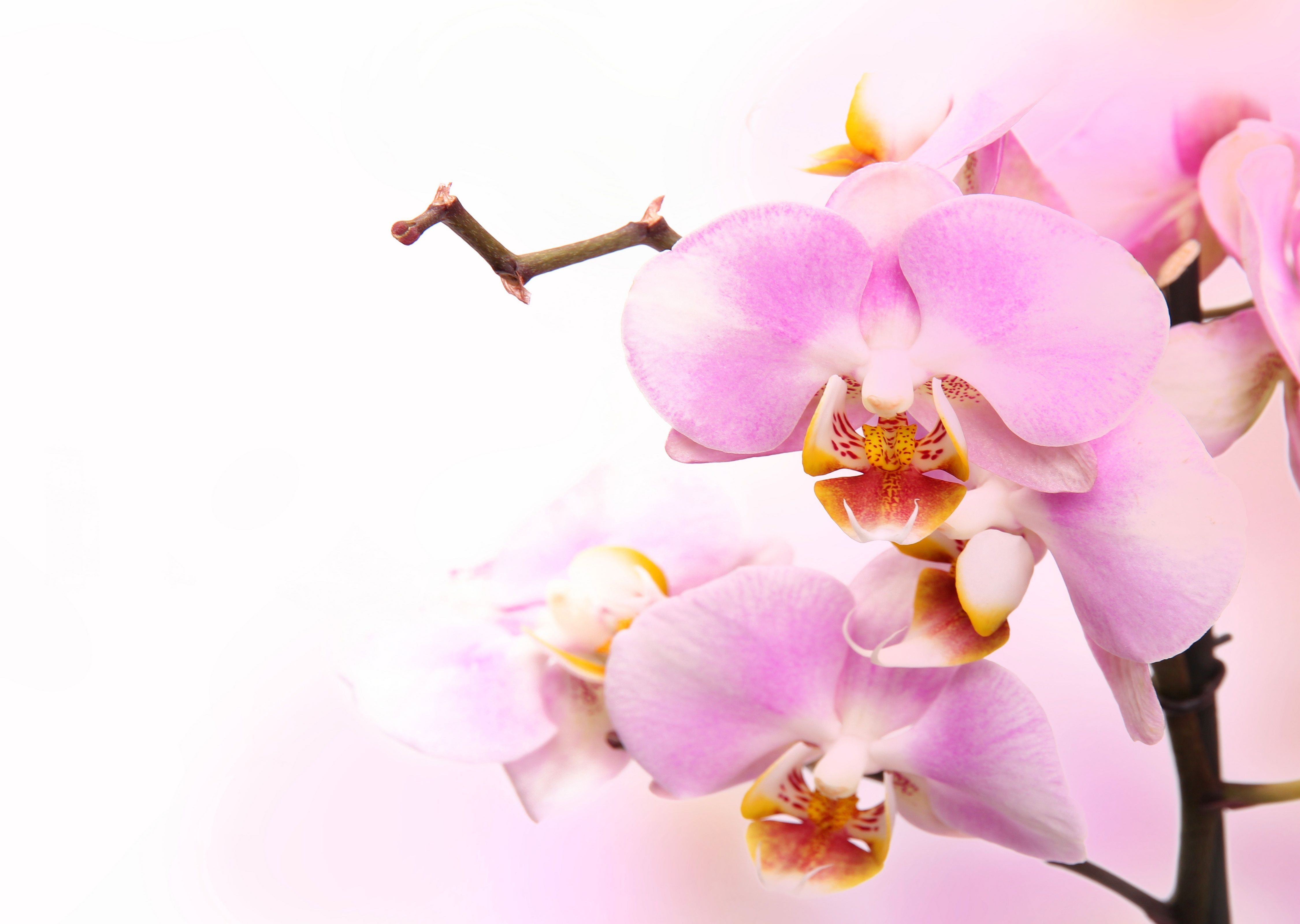 Pink Orchid Wallpaper