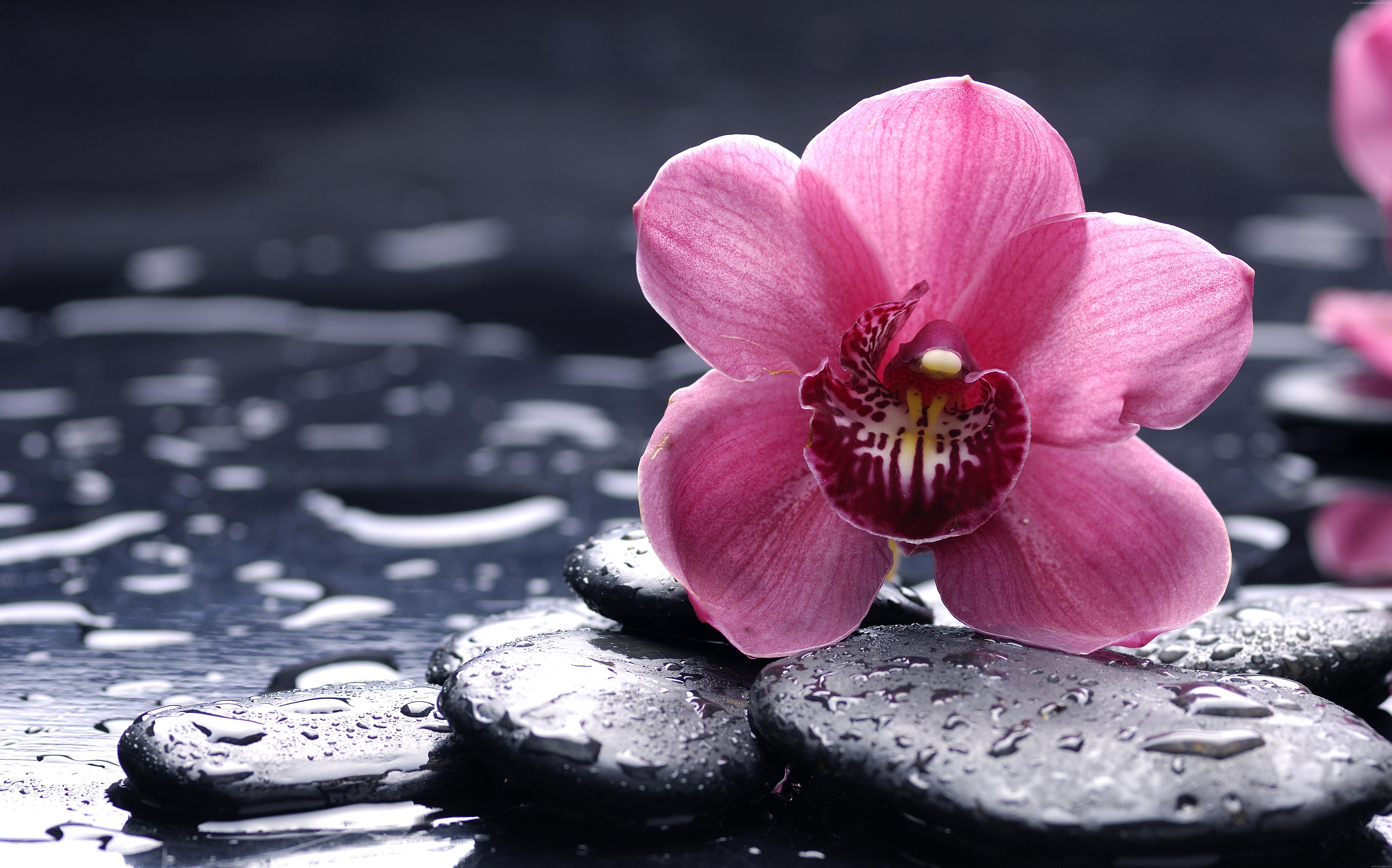 8k, HD, 4k, drops, Orchid, flowers, 5k, pink Gallery HD Wallpaper