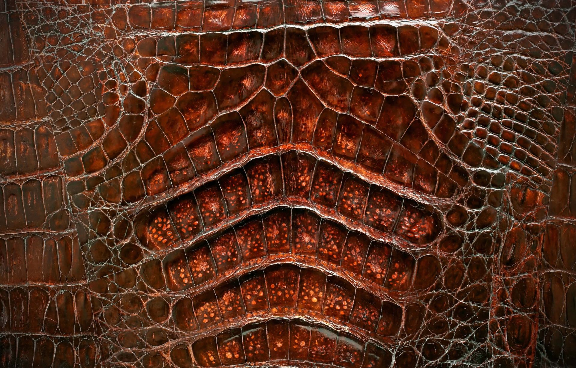 Crocodile skin texture