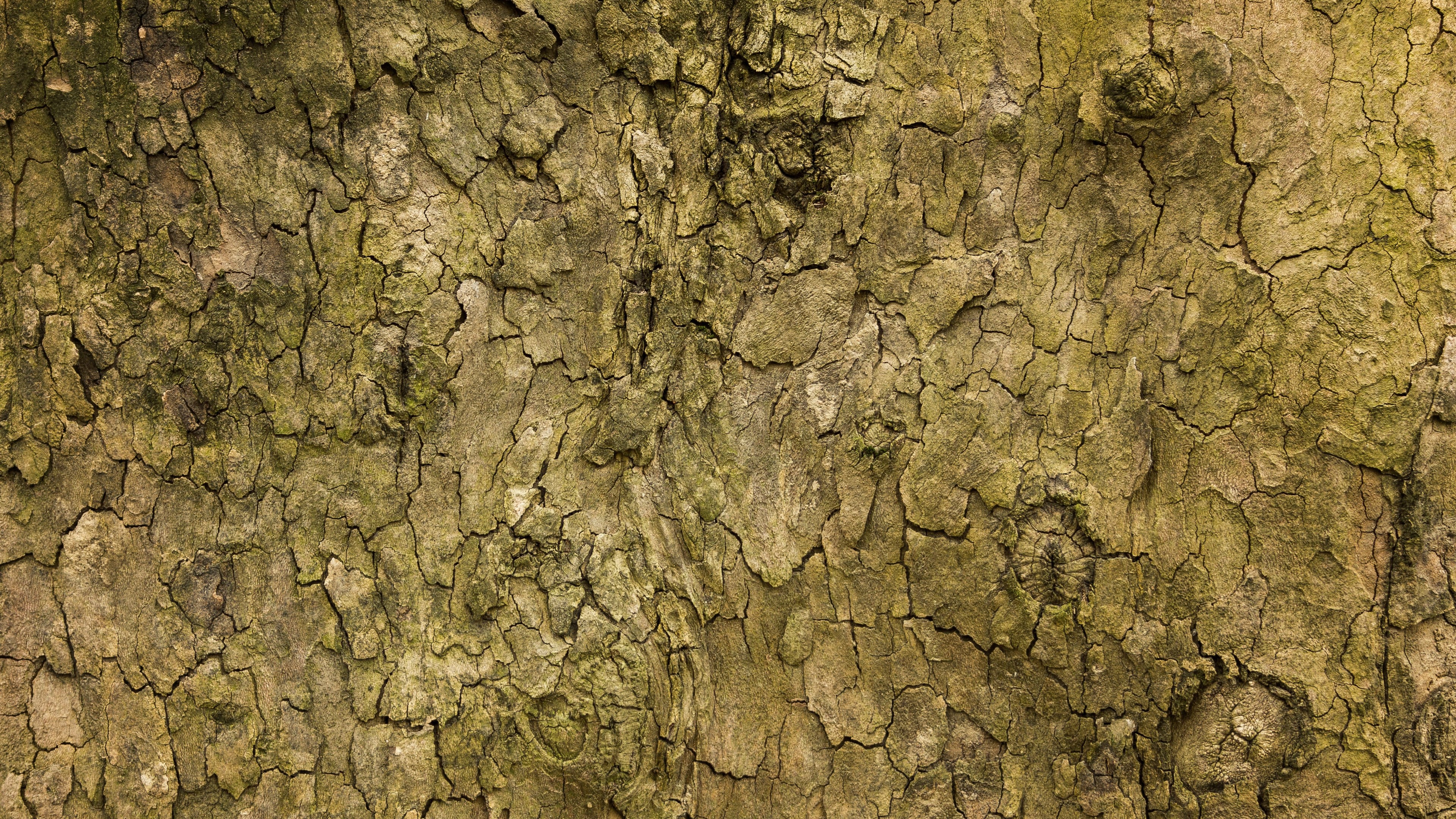 Wallpaper / nature yellow texture brown texture and tree skin texture HD 4k wallpaper free download