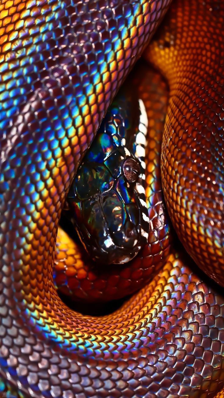 texture png. snake skin texture pngs. iPhone wallpaper themes, Cute reptiles, Cute snake